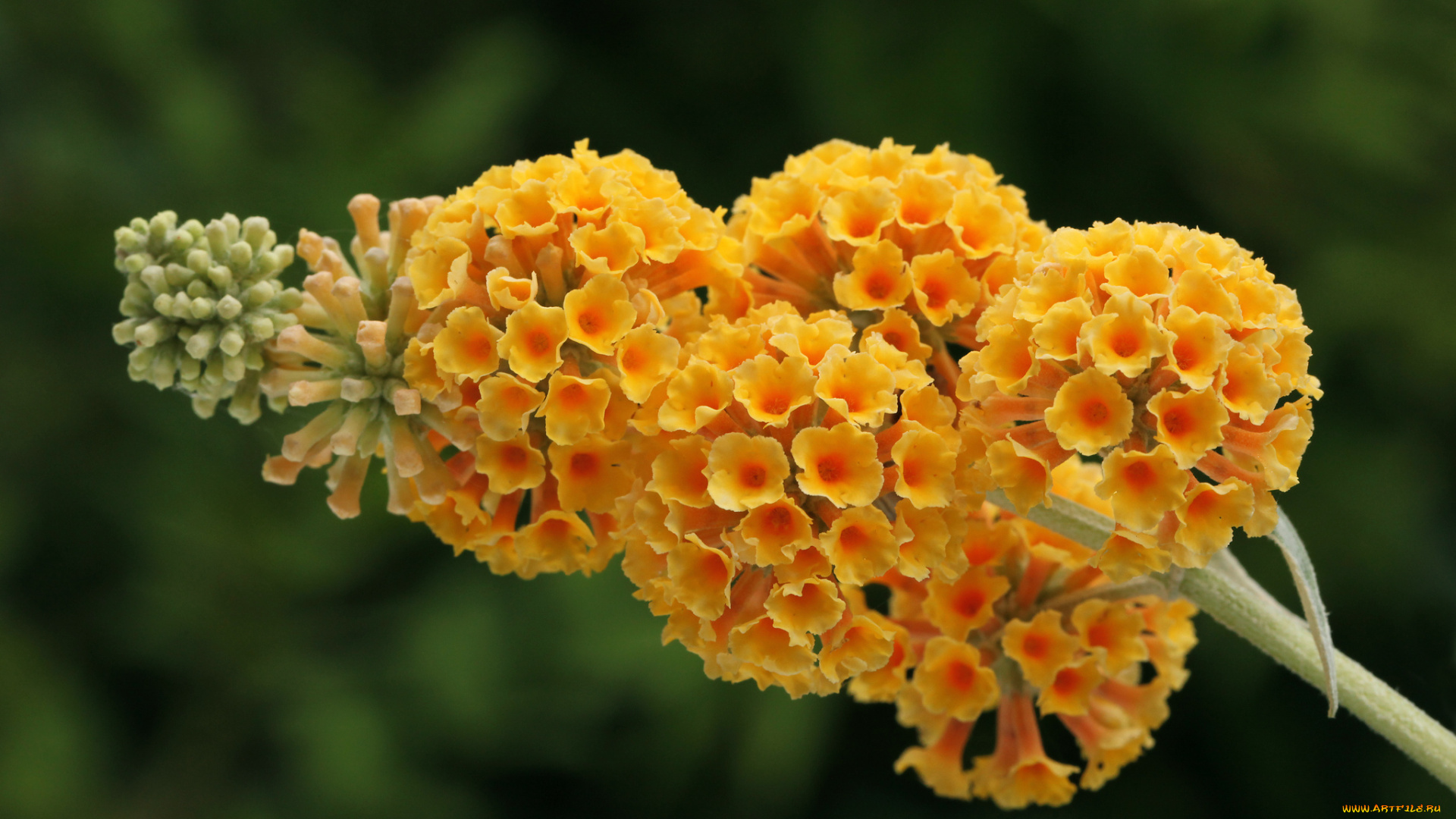 цветы, желтый, будлея