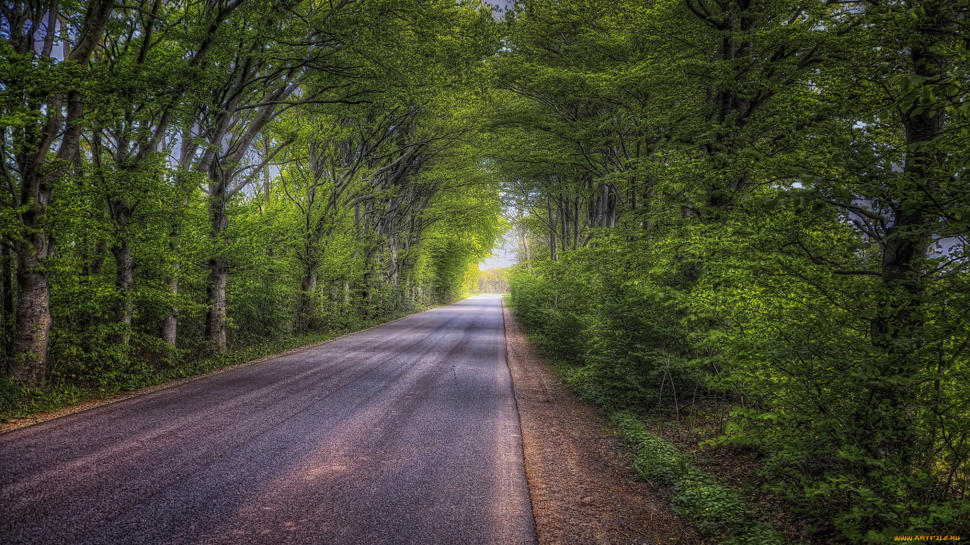 природа, дороги, лес, шоссе