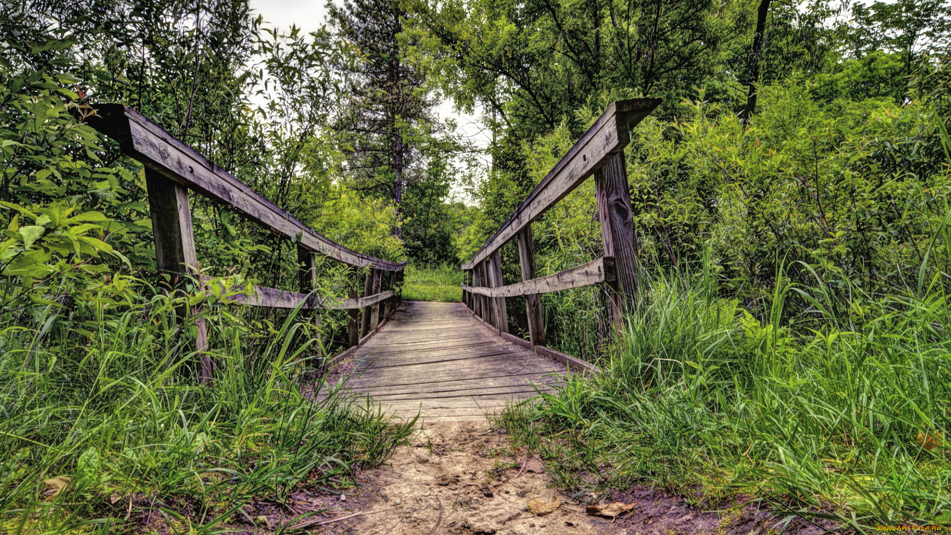 природа, дороги, лес, тропинка, мостик