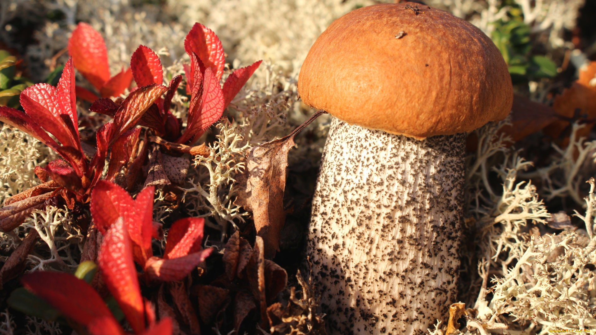 природа, грибы, малыш