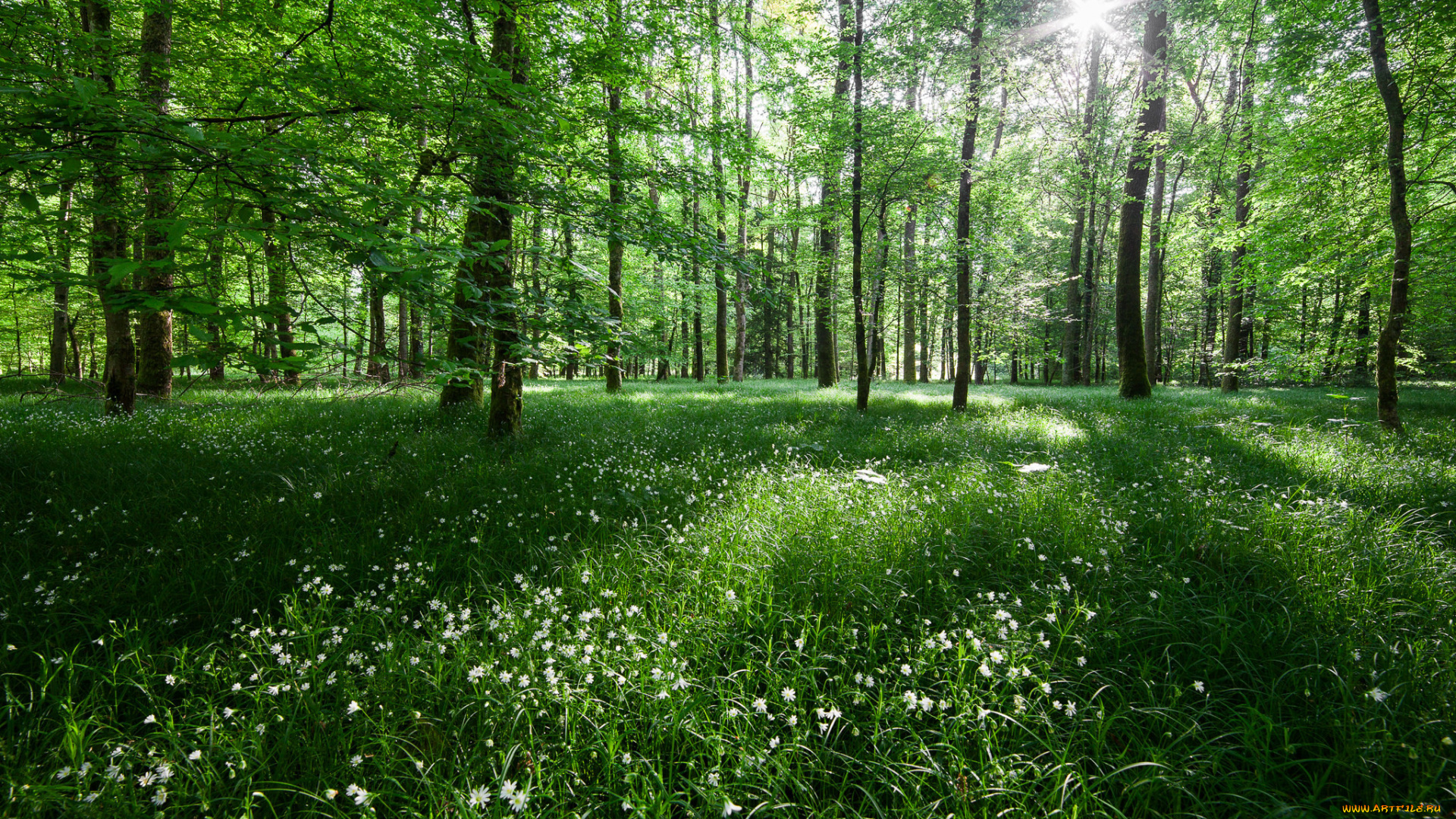природа, лес, цветы, деревья, свет