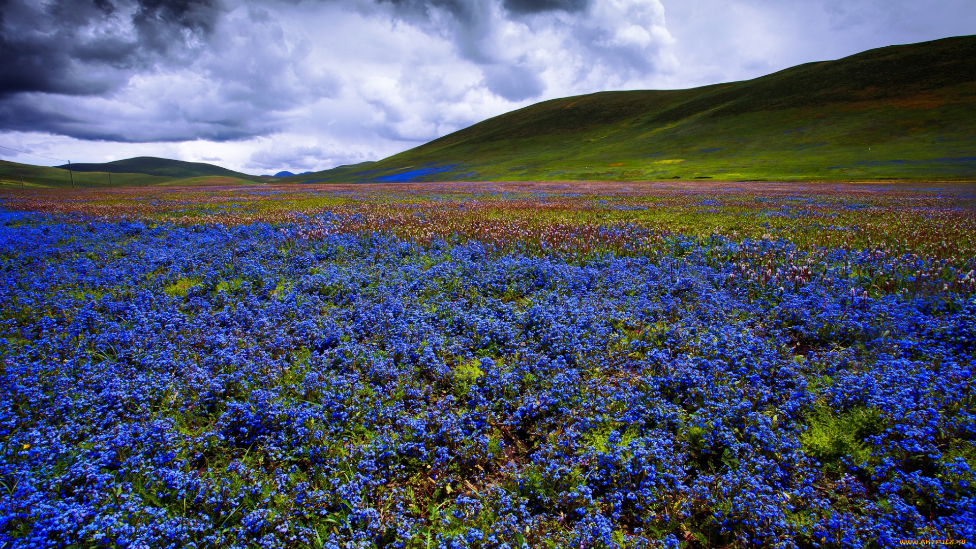 природа, луга, цветы