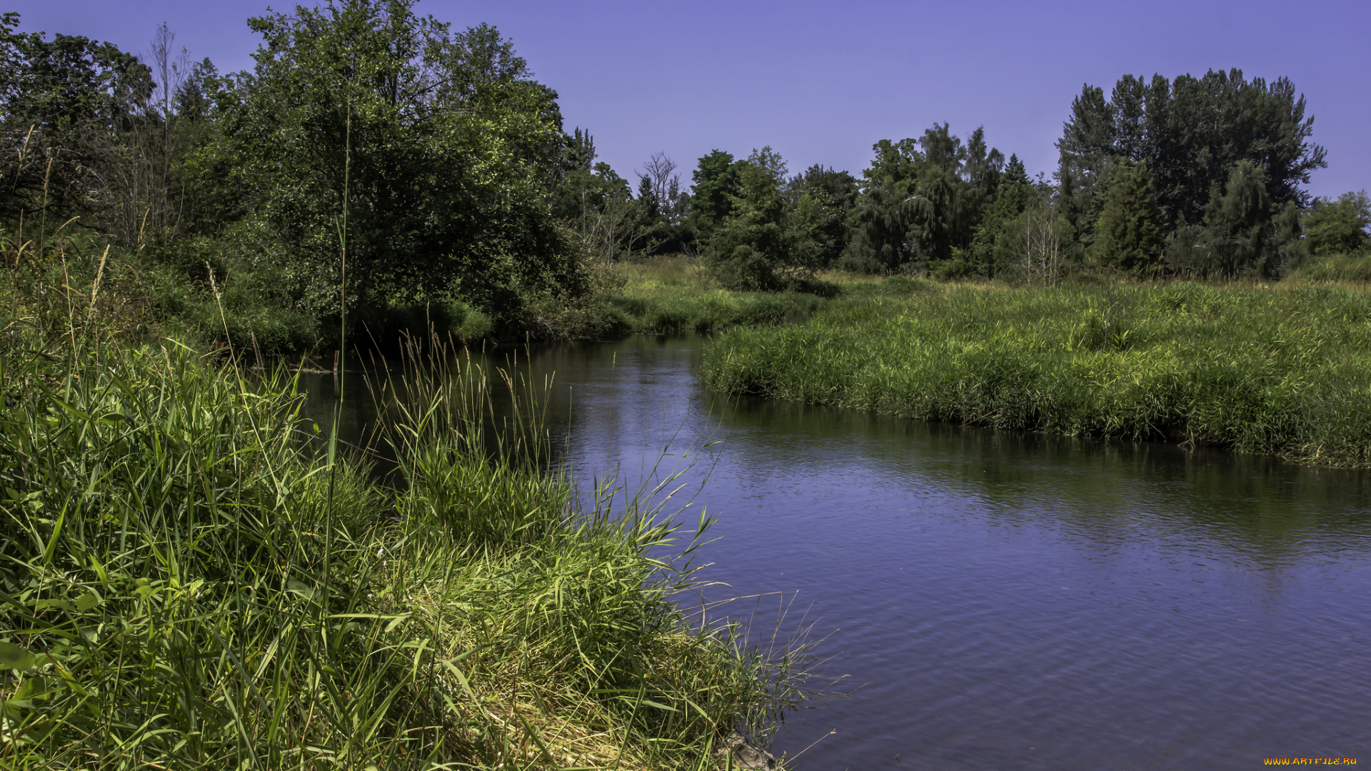 природа, реки, озера, деревья, трава, река