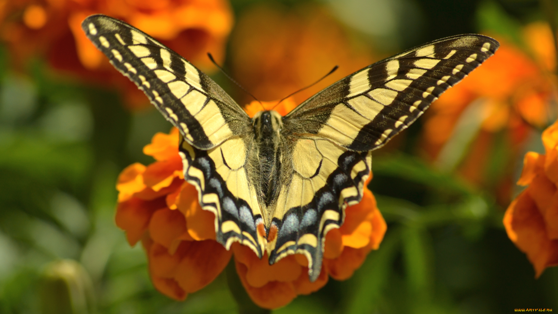 животные, бабочки, крылья