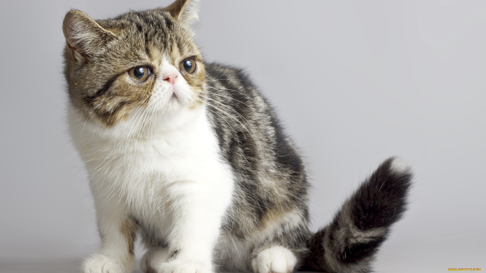 животные, коты, котейка