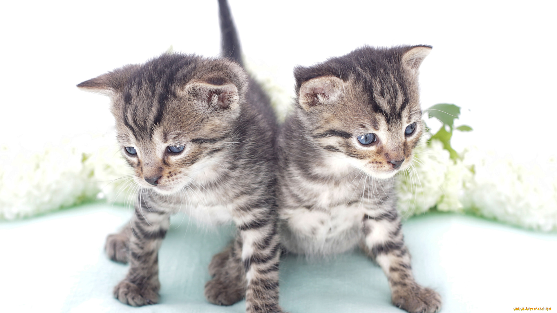 животные, коты, малыши