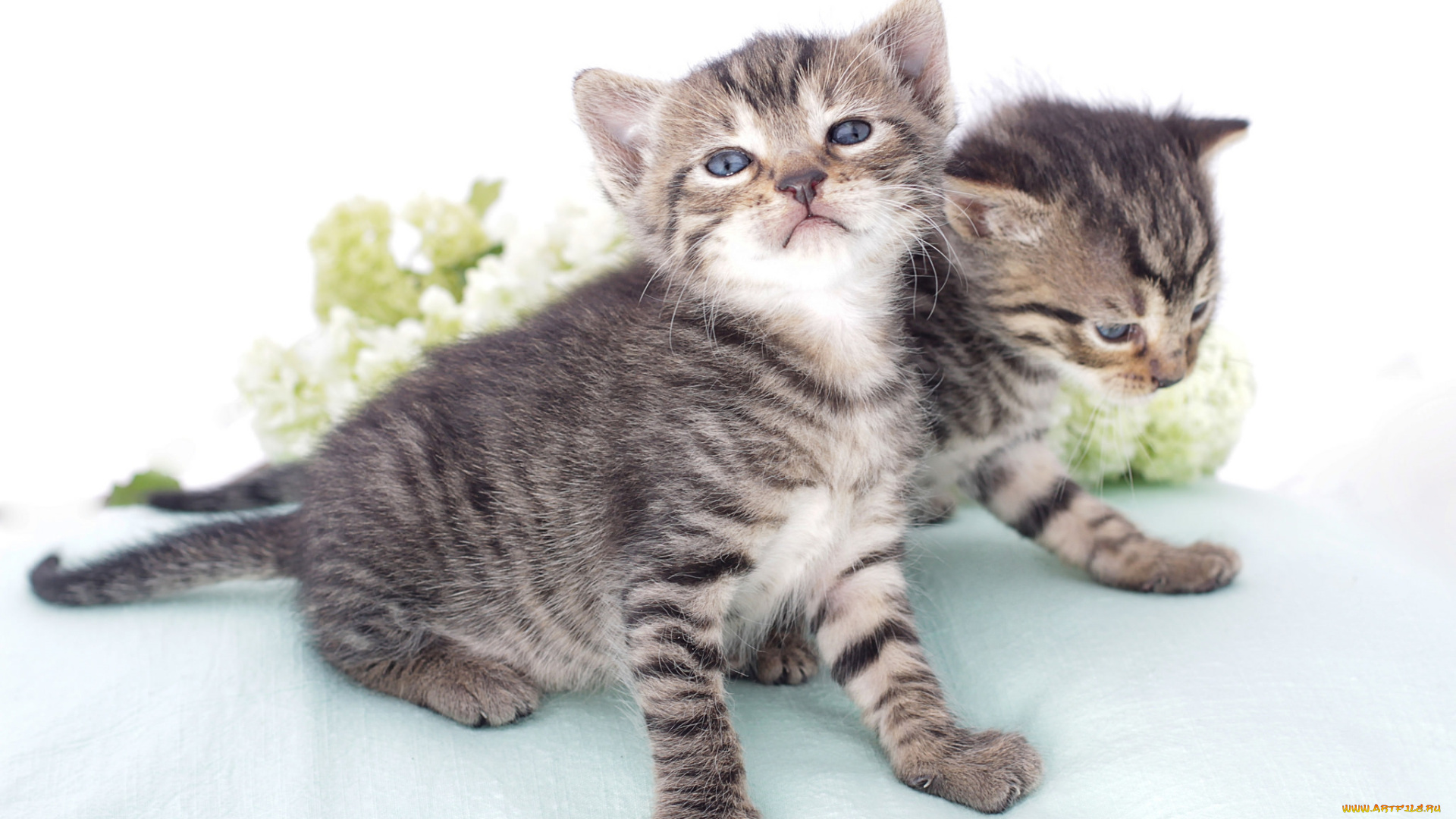 животные, коты, малыши