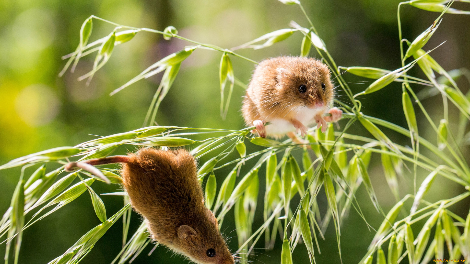 животные, крысы, , мыши, крохи