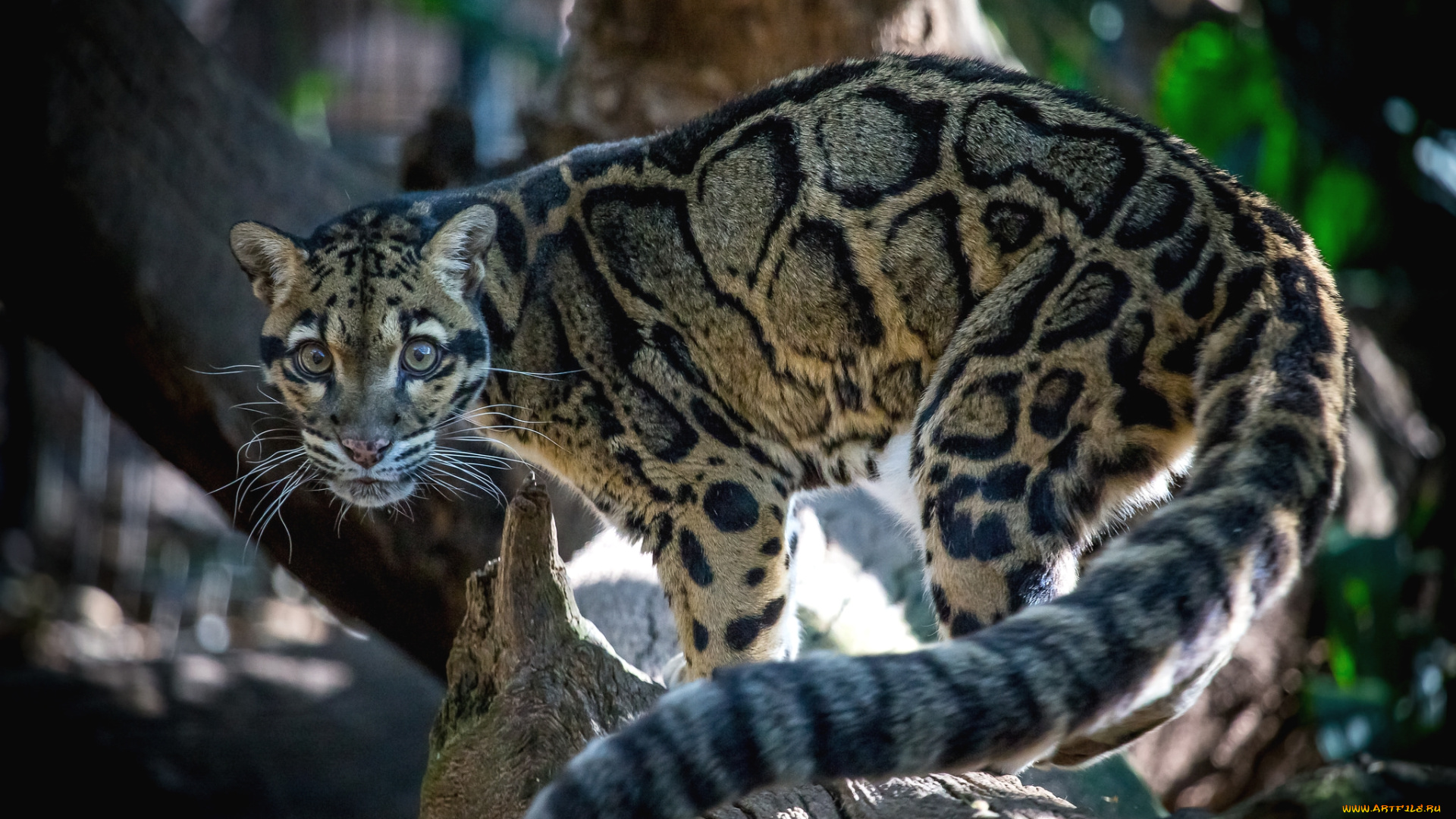 животные, леопарды, кошка
