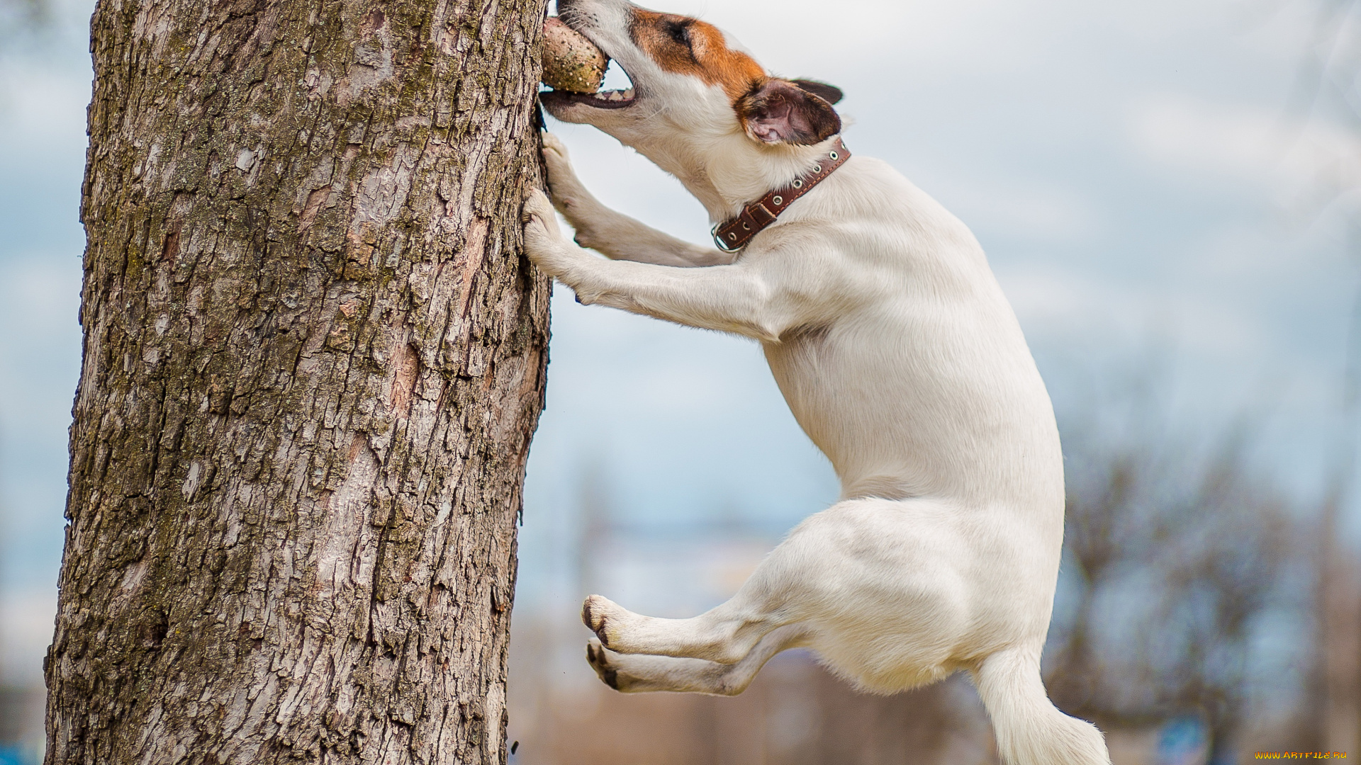 животные, собаки, игра, дерево, мячик