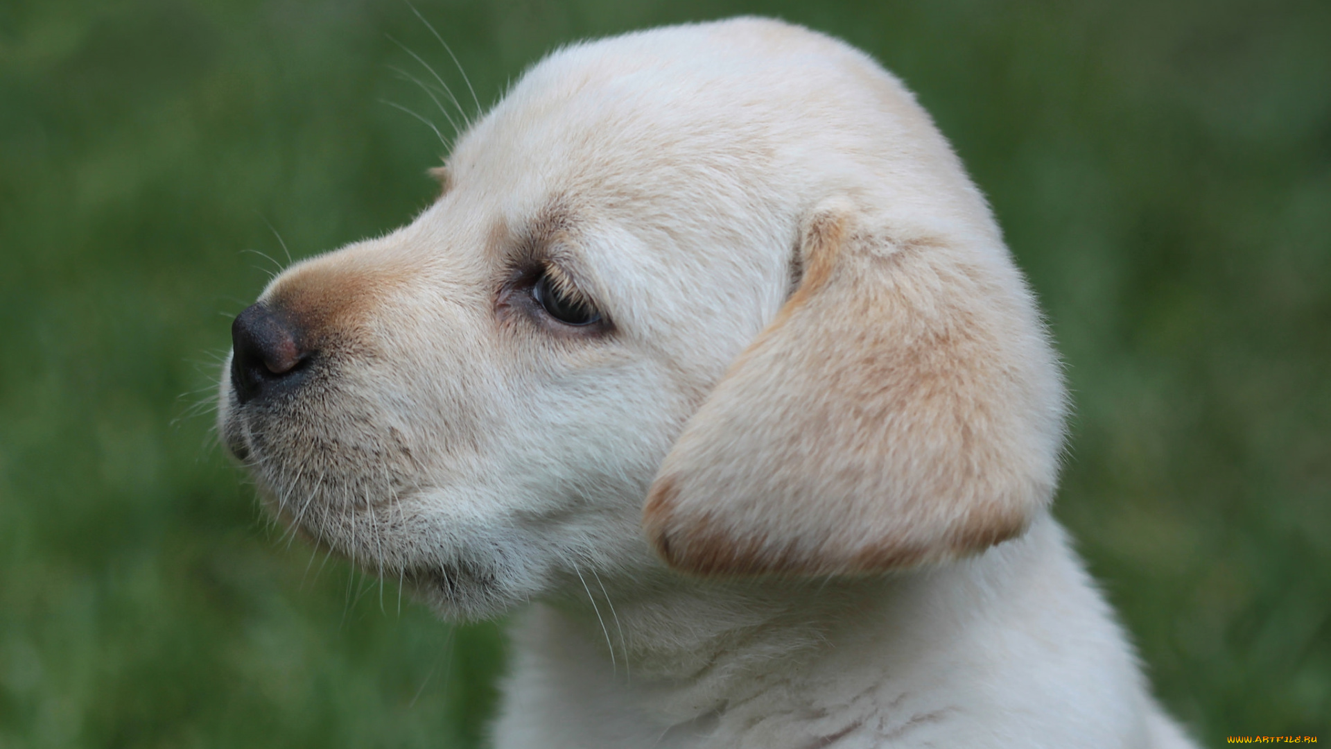 животные, собаки, щенок