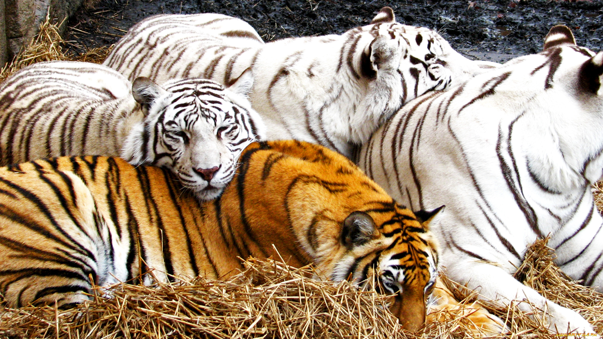 животные, тигры