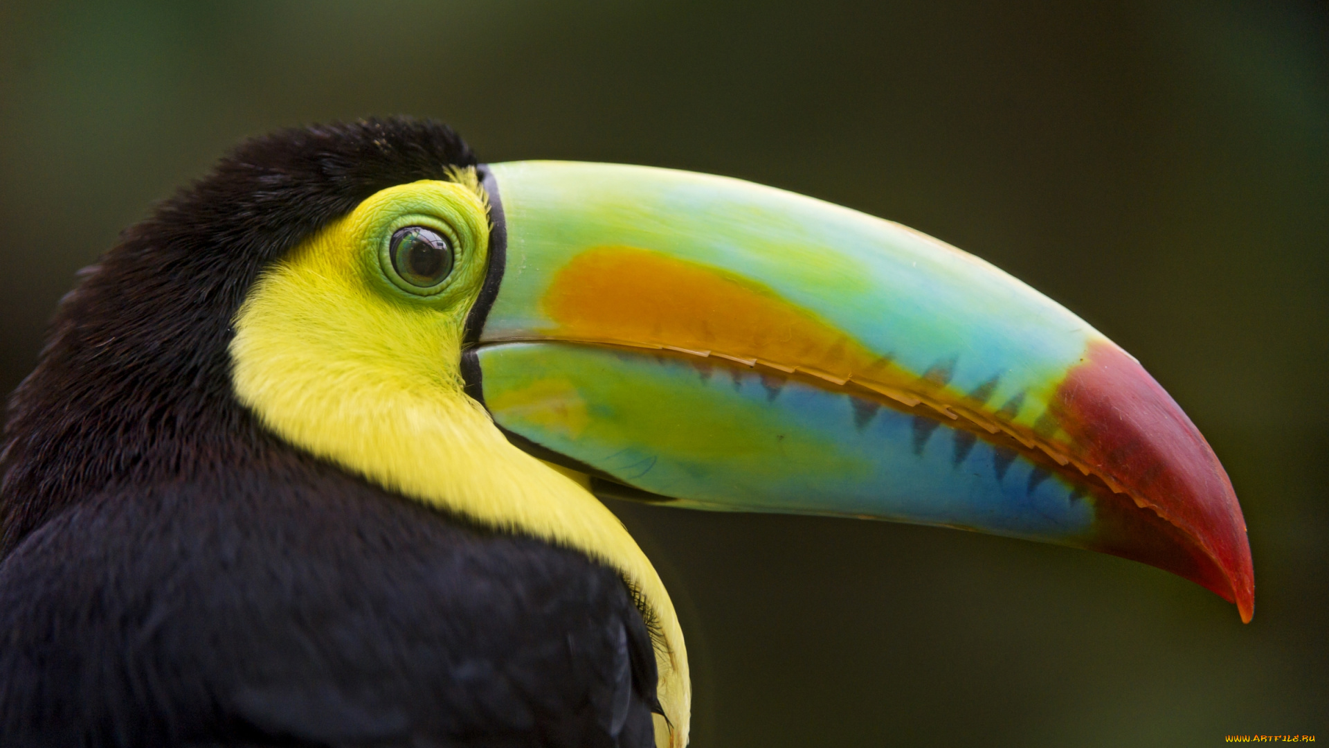 животные, туканы, клюв