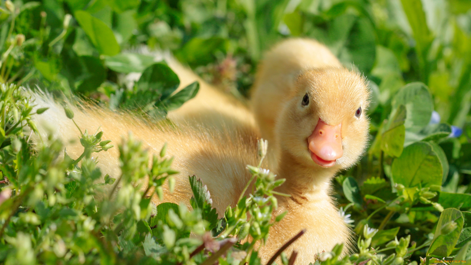 животные, утки, утята