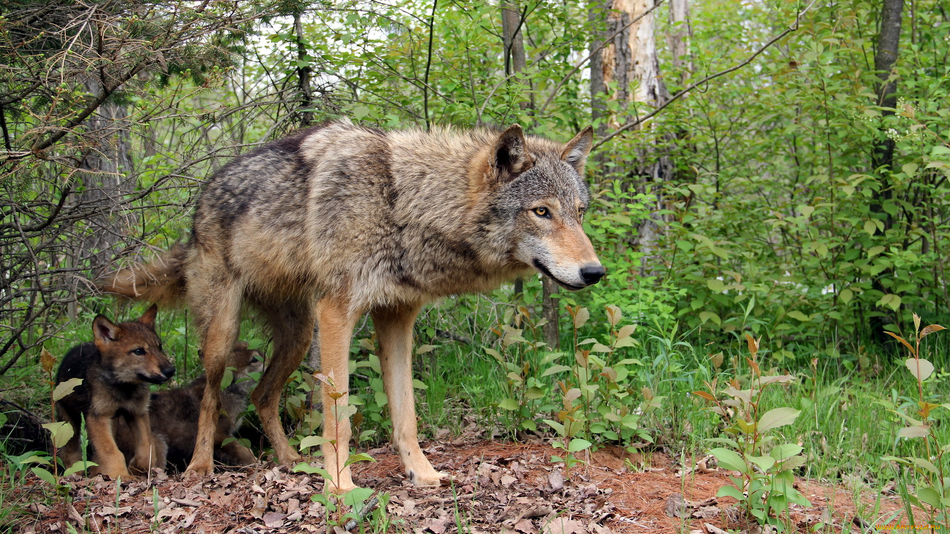 животные, волки, , койоты, , шакалы, лес, природа