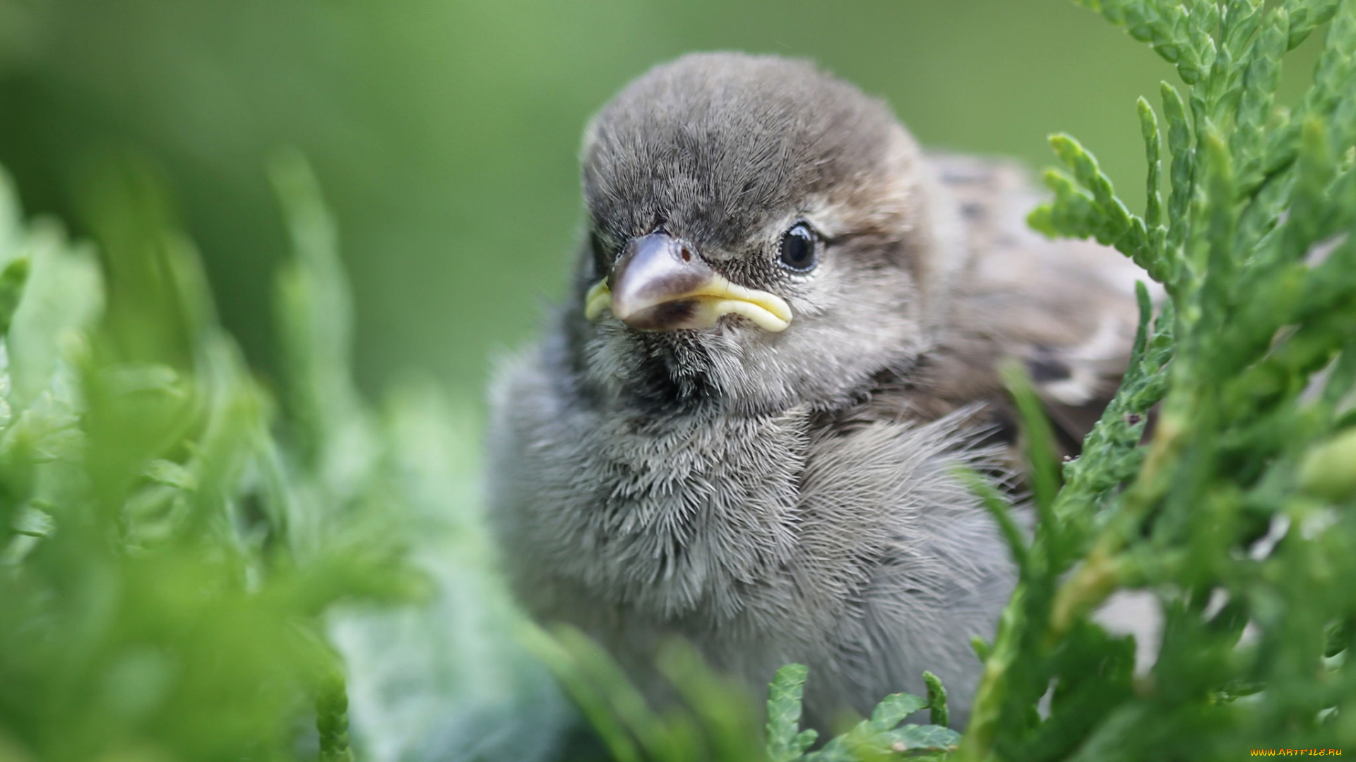 животные, воробьи, птенчик