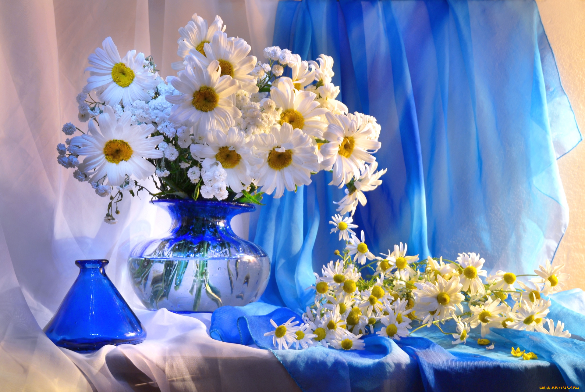 цветы, ромашки, букет