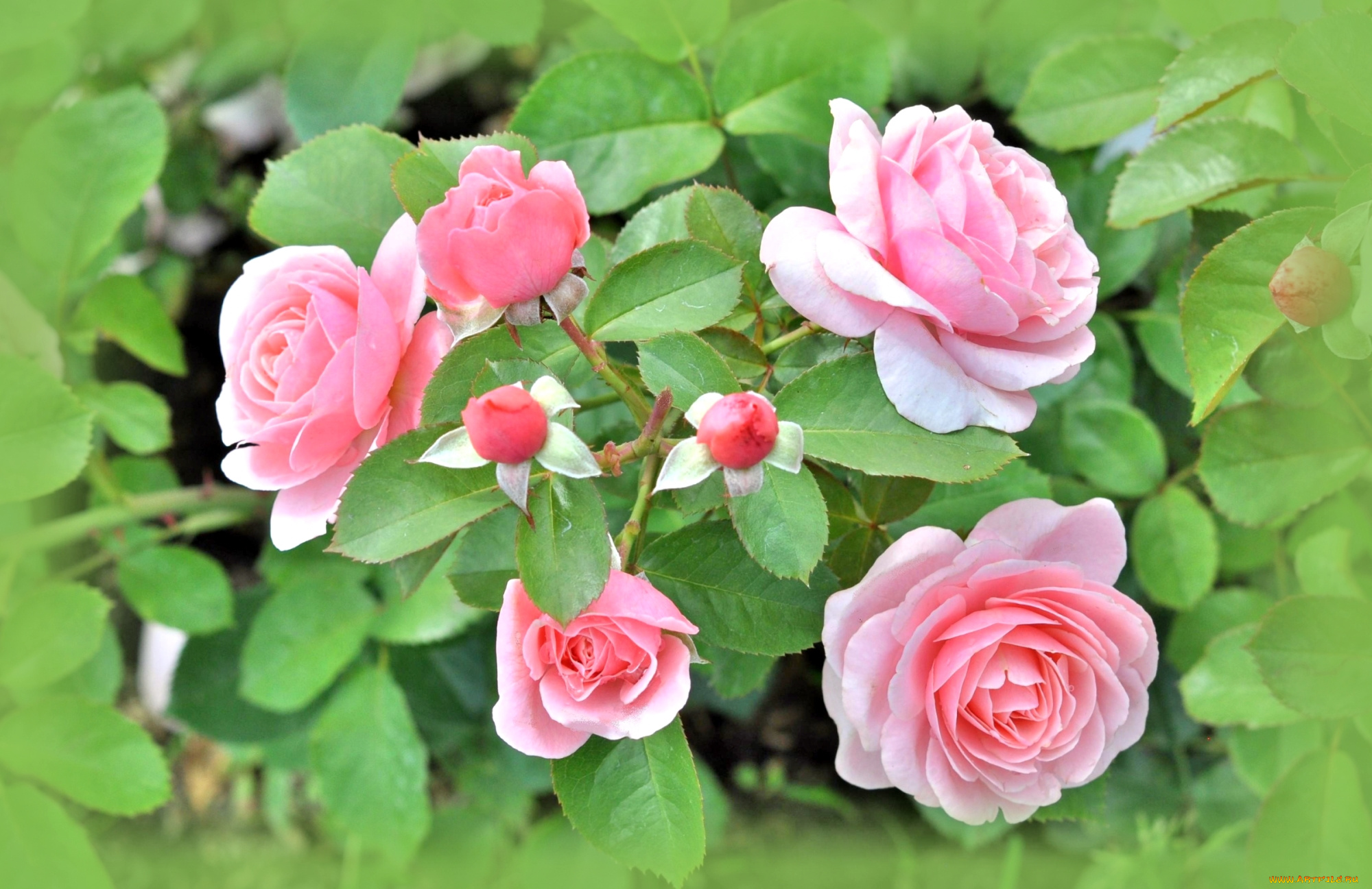 цветы, розы, розовый