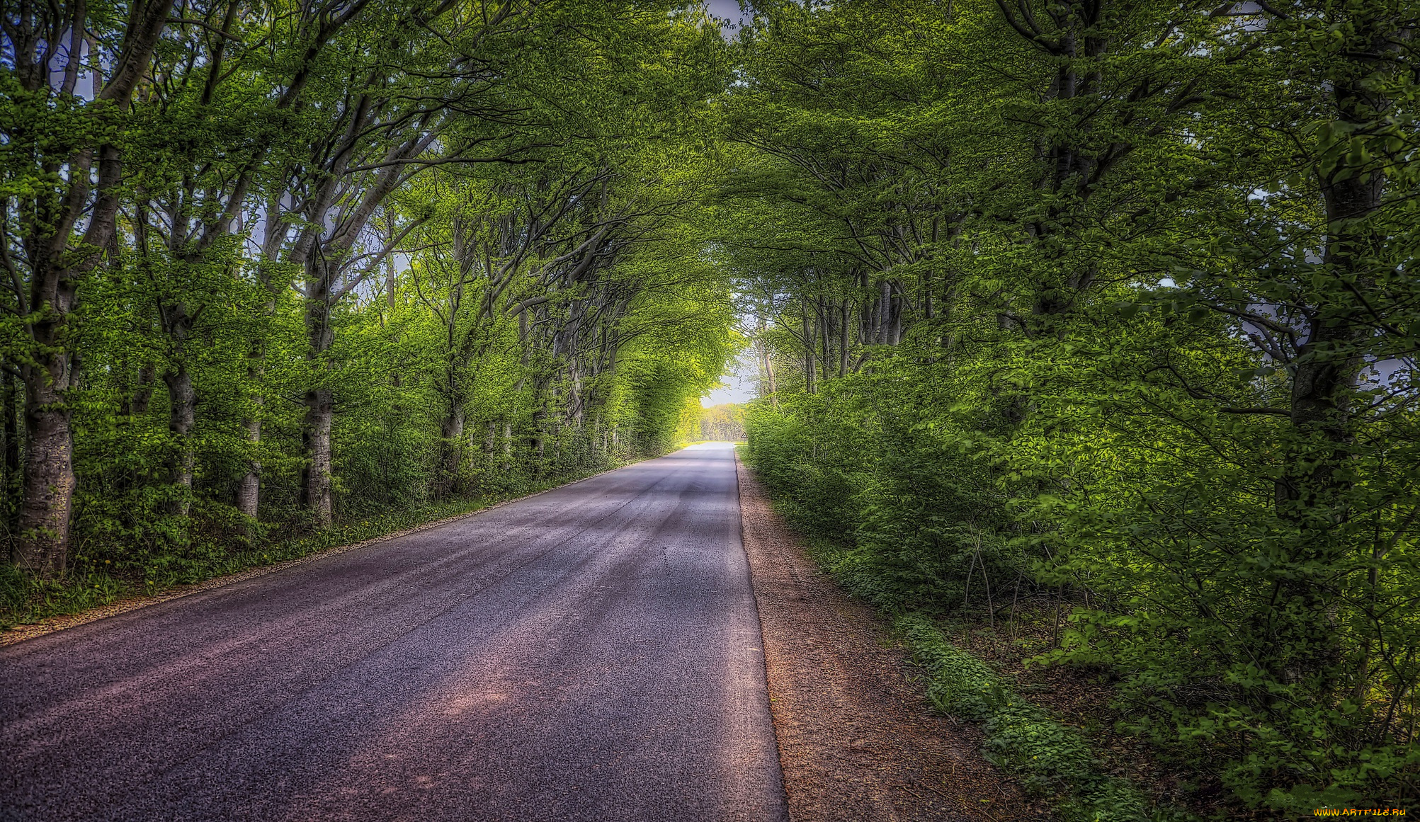 природа, дороги, лес, шоссе