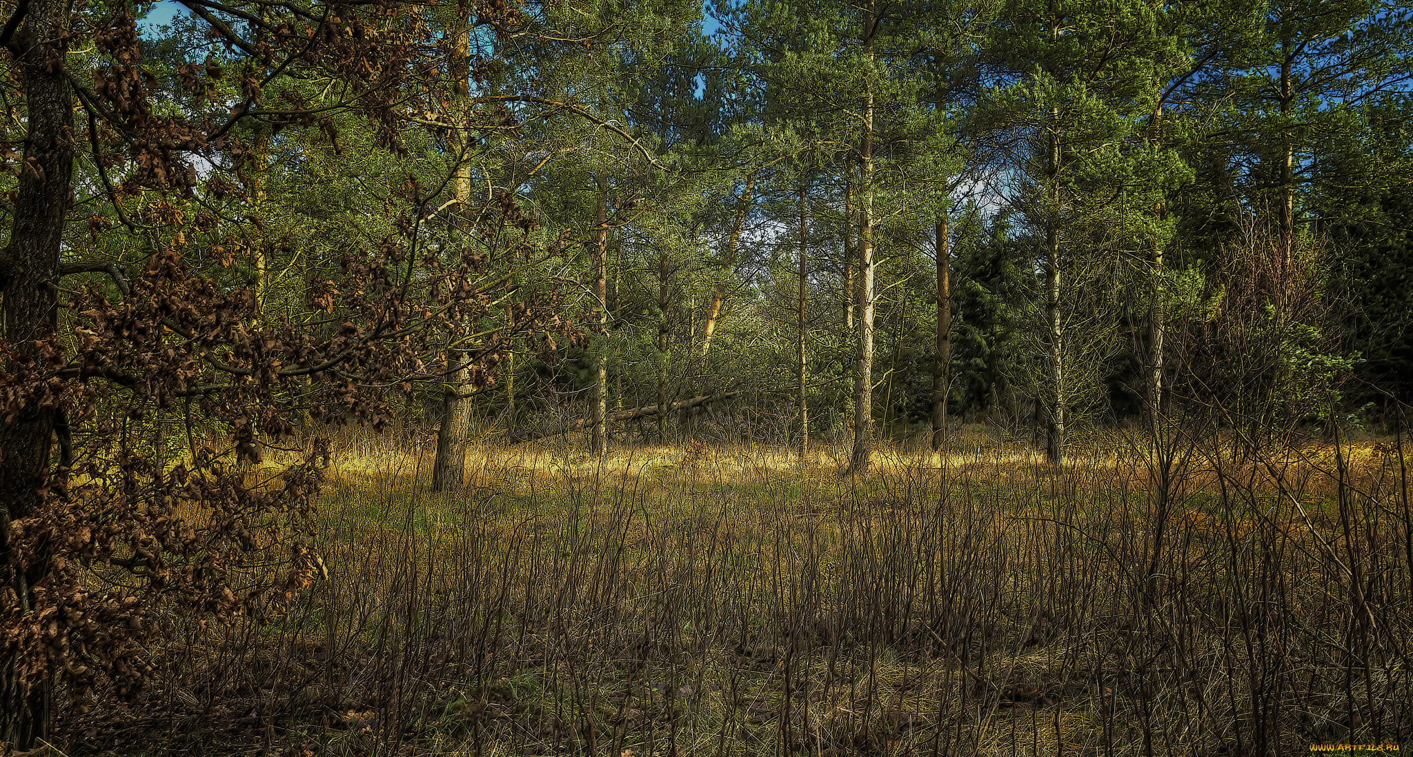 природа, лес, трава, поросль