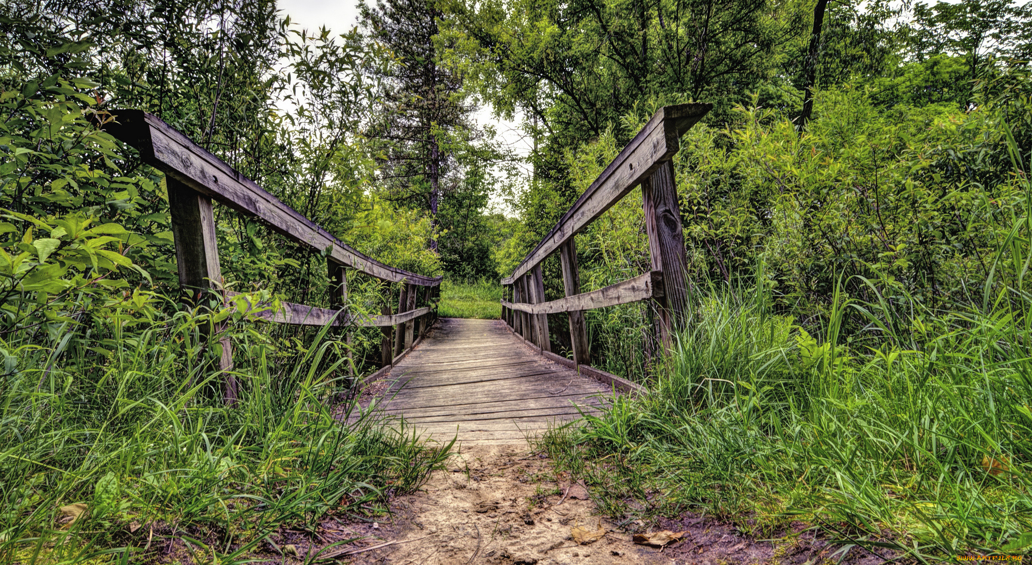 природа, дороги, лес, тропинка, мостик