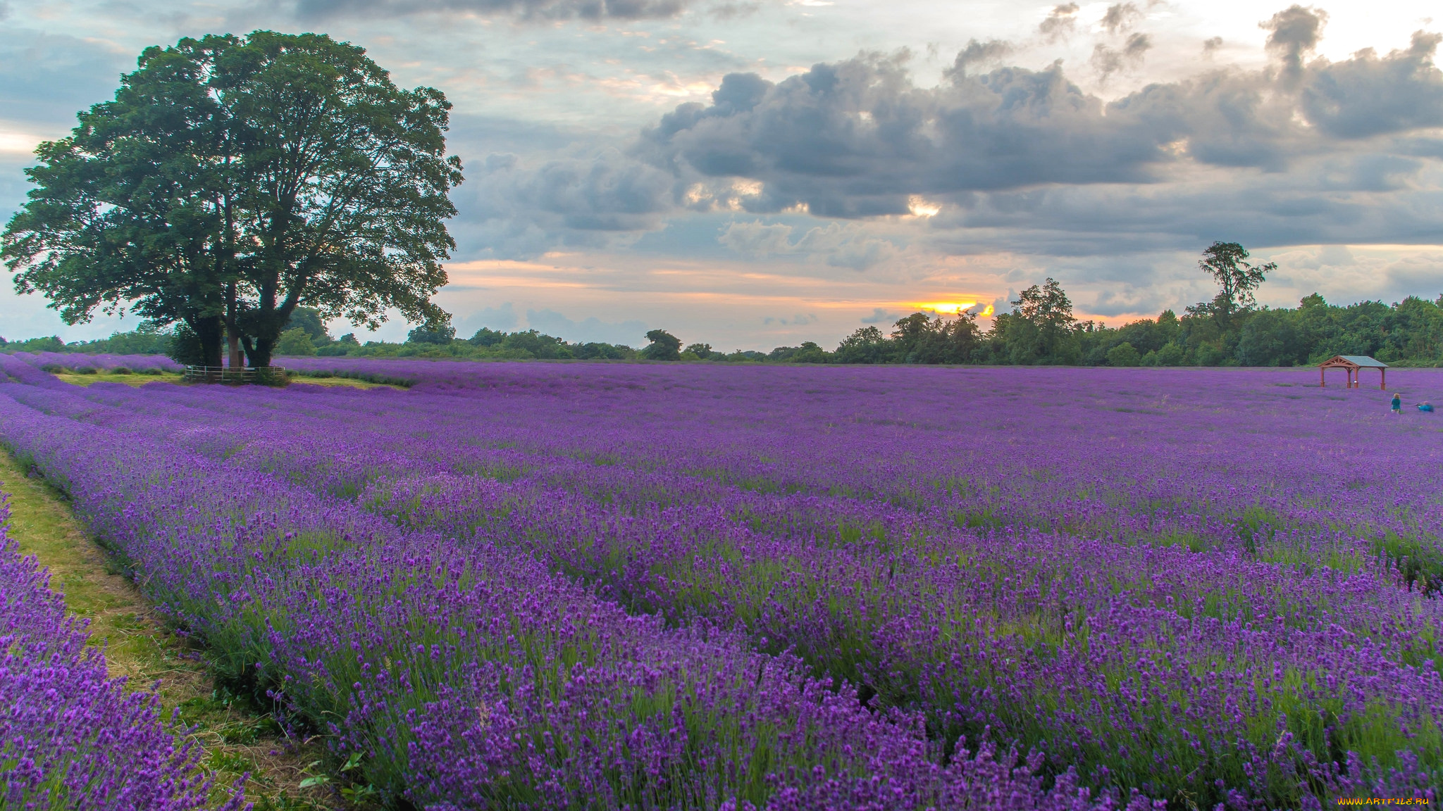 природа, поля, лаванда, дерево