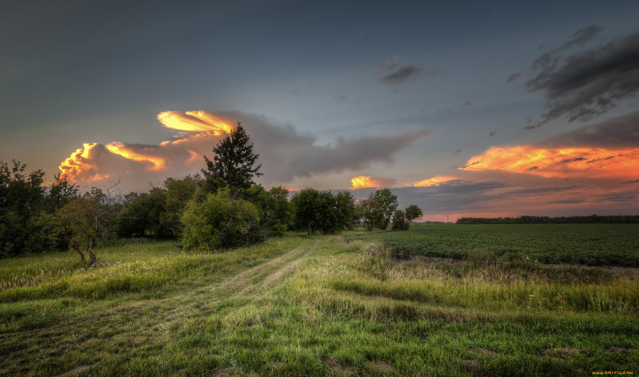 природа, пейзажи, зарево, тучи, трава, поле, лес