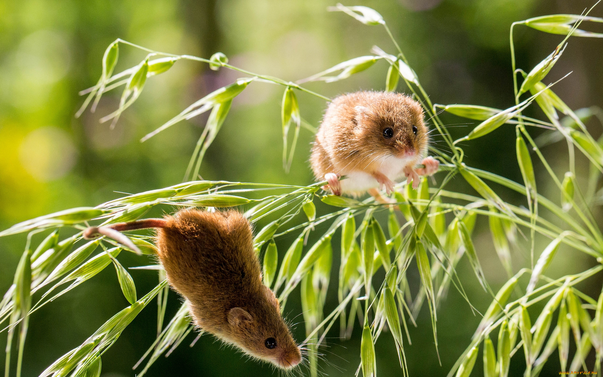 животные, крысы, , мыши, крохи