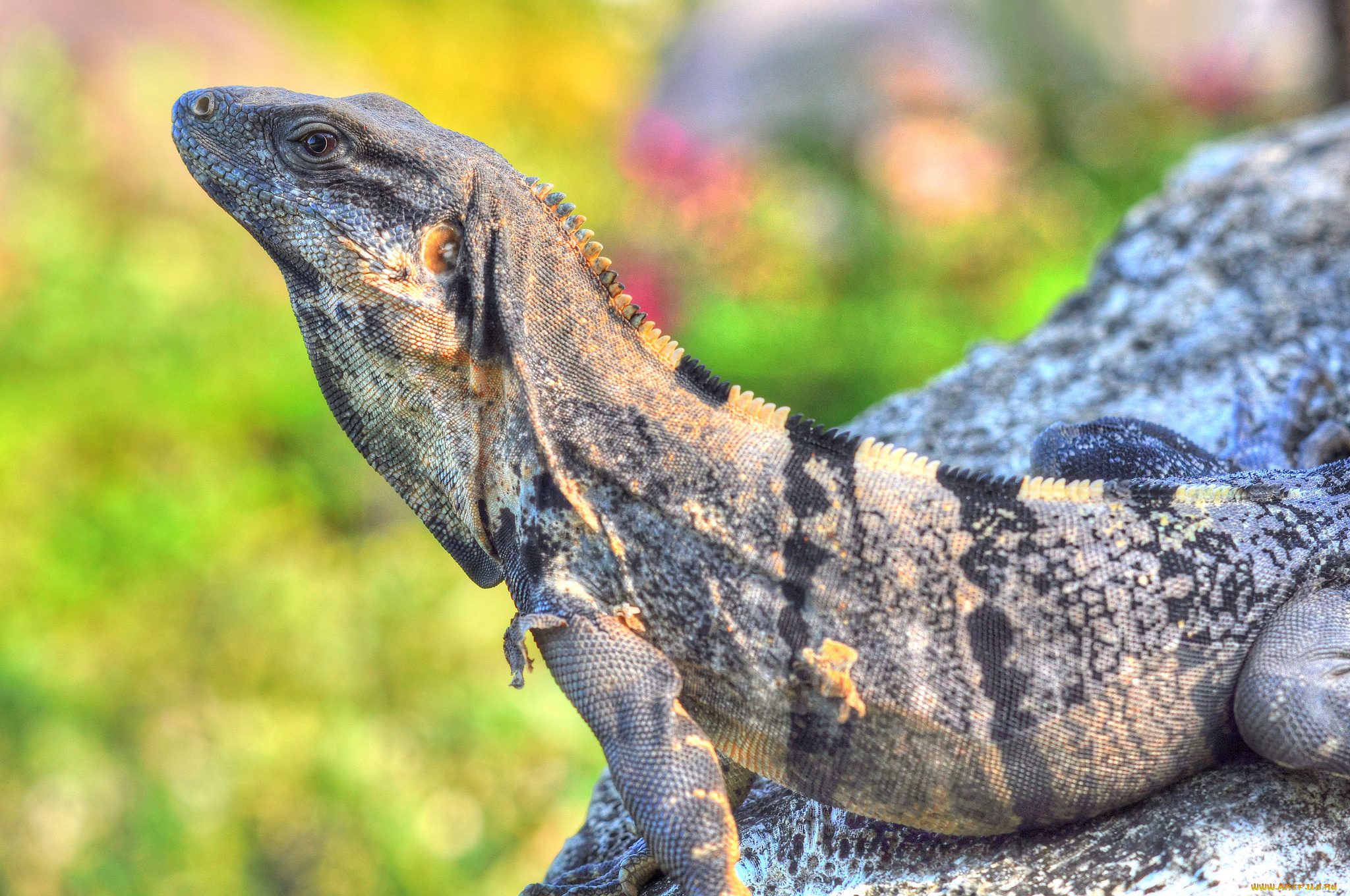 животные, Ящерицы, , игуаны, , вараны, красавица