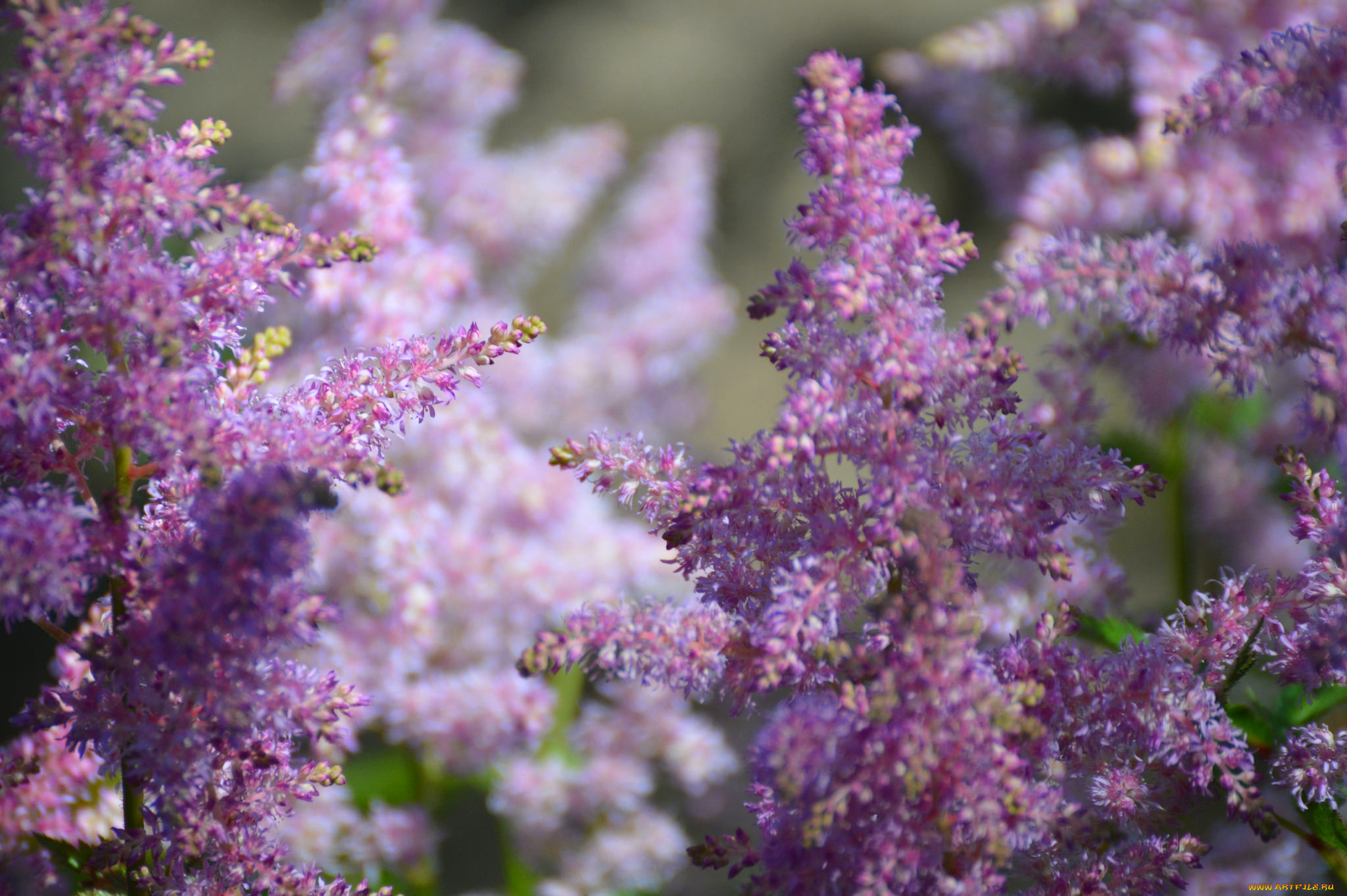 цветы, астильбы, розовый
