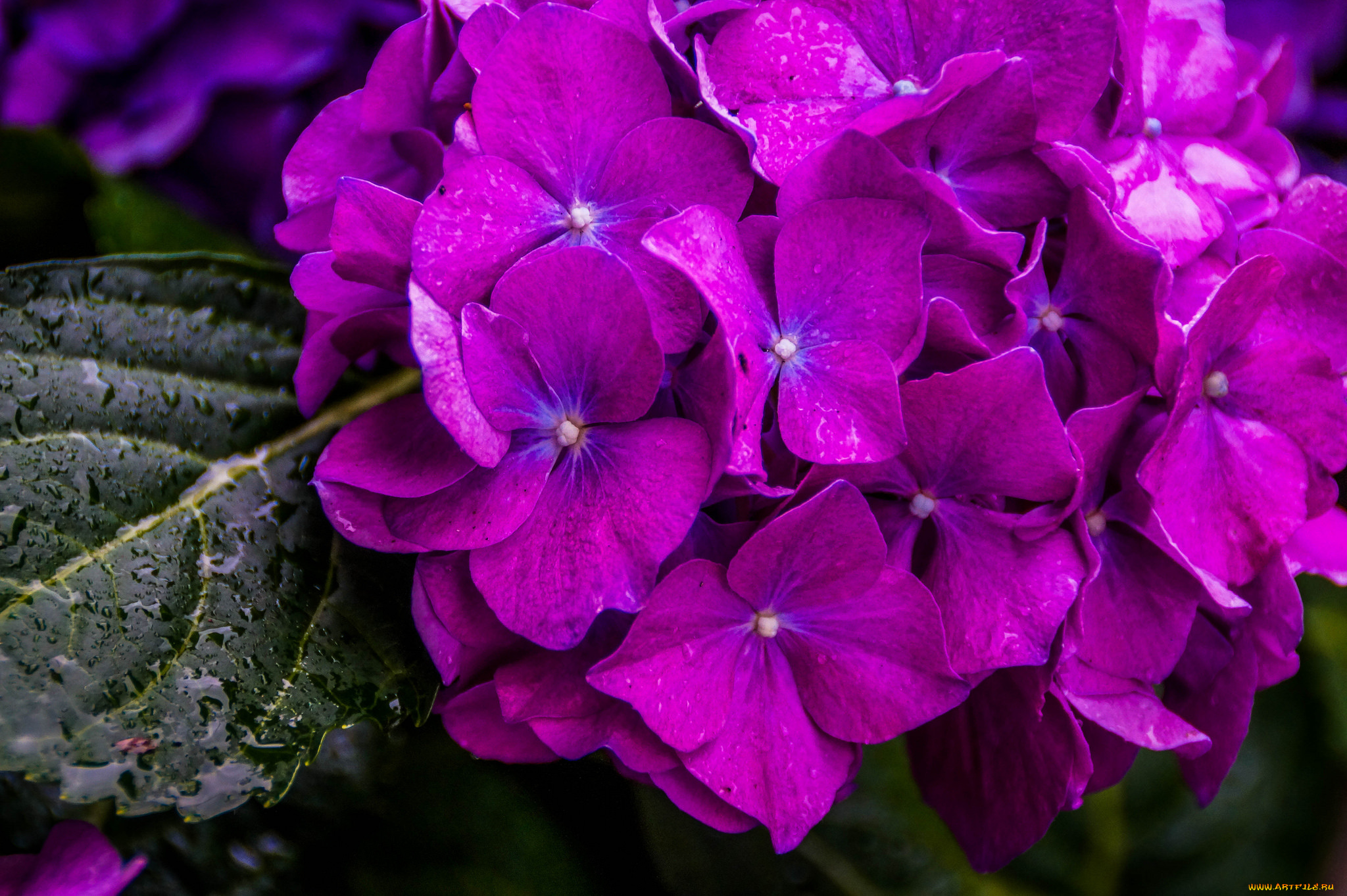 цветы, гортензия, макро