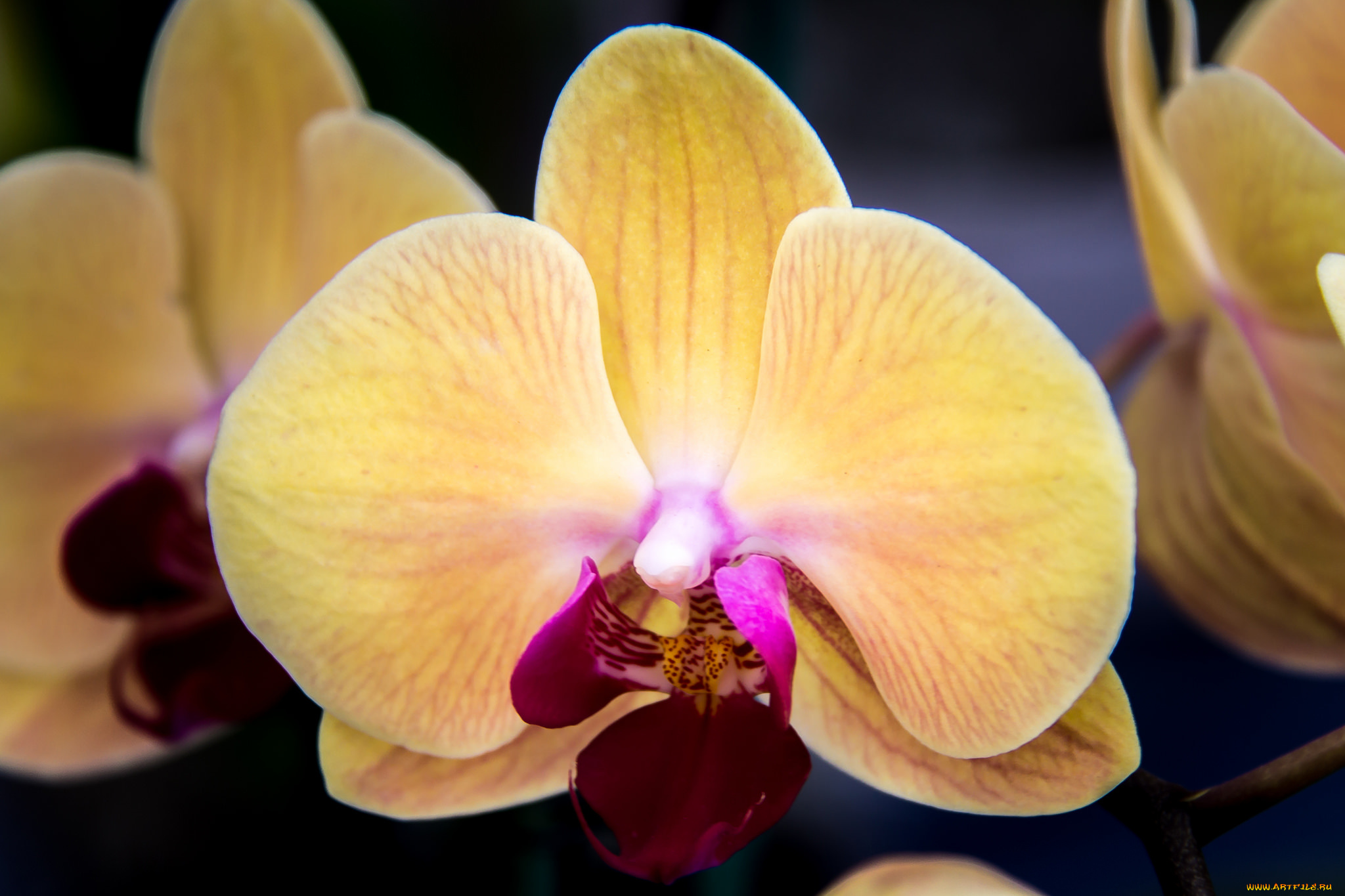 цветы, орхидеи, макро