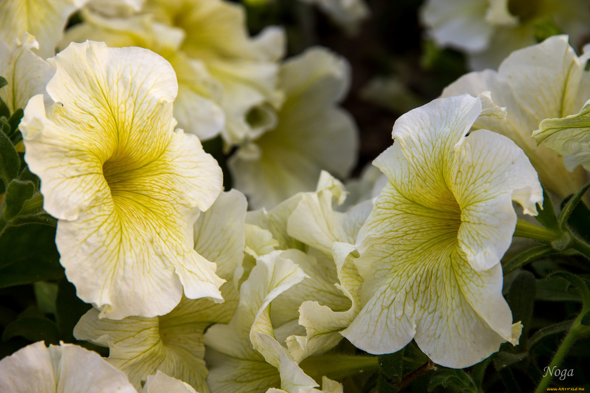 цветы, петунии, , калибрахоа, макро