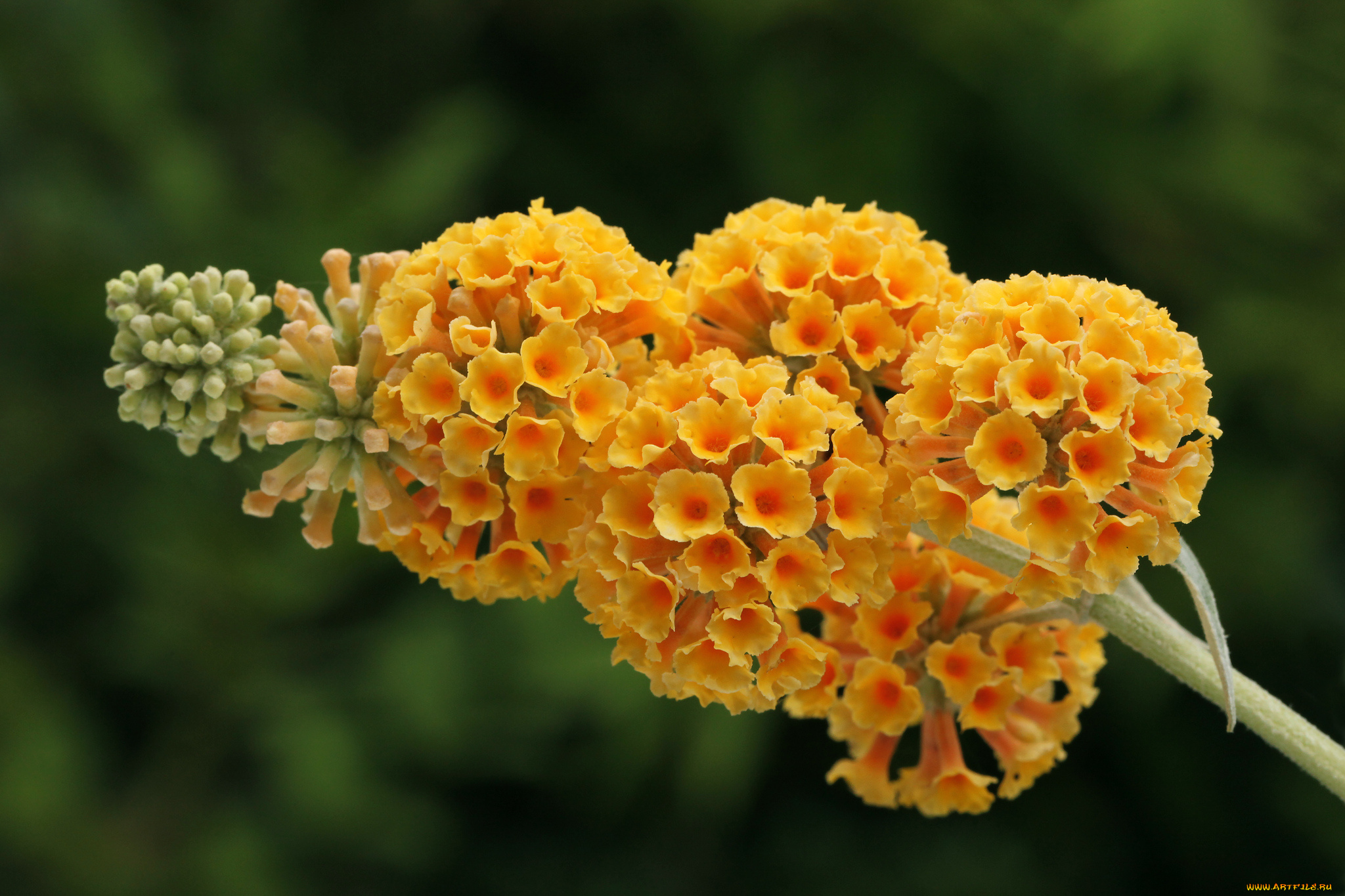 цветы, желтый, будлея