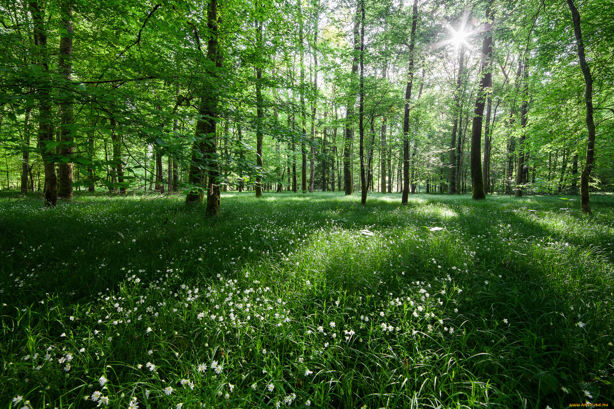 природа, лес, цветы, деревья, свет