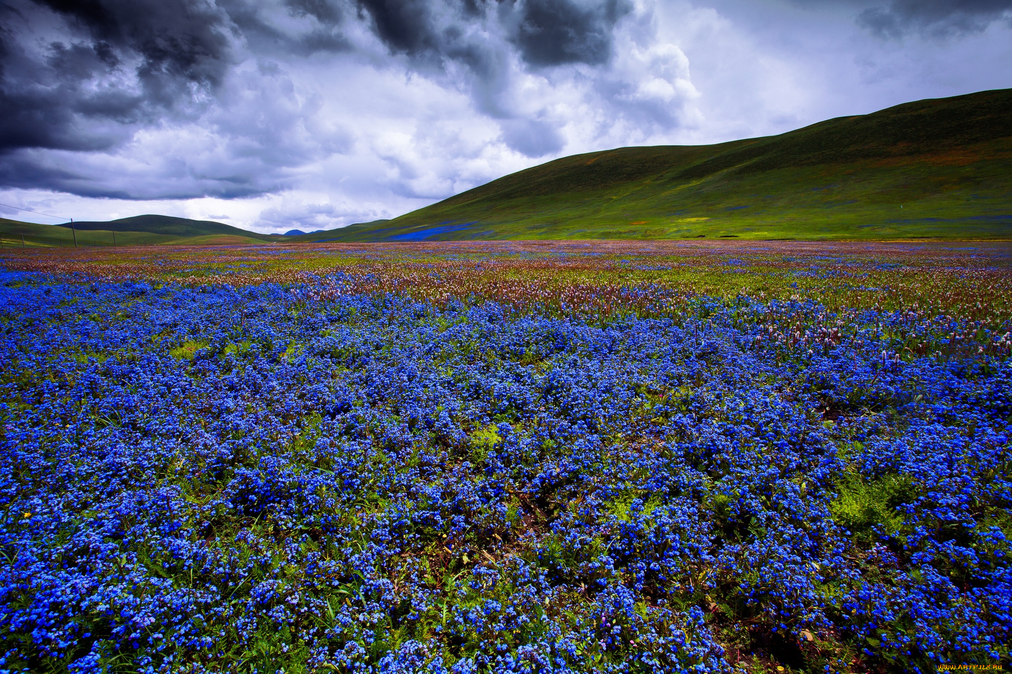 природа, луга, цветы