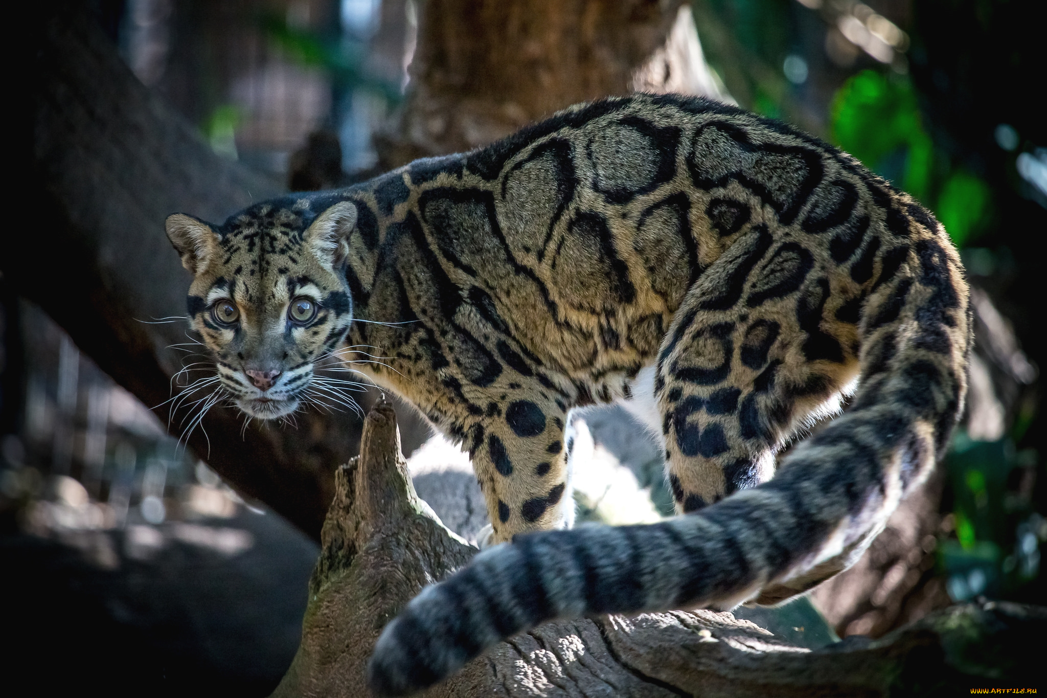 животные, леопарды, кошка