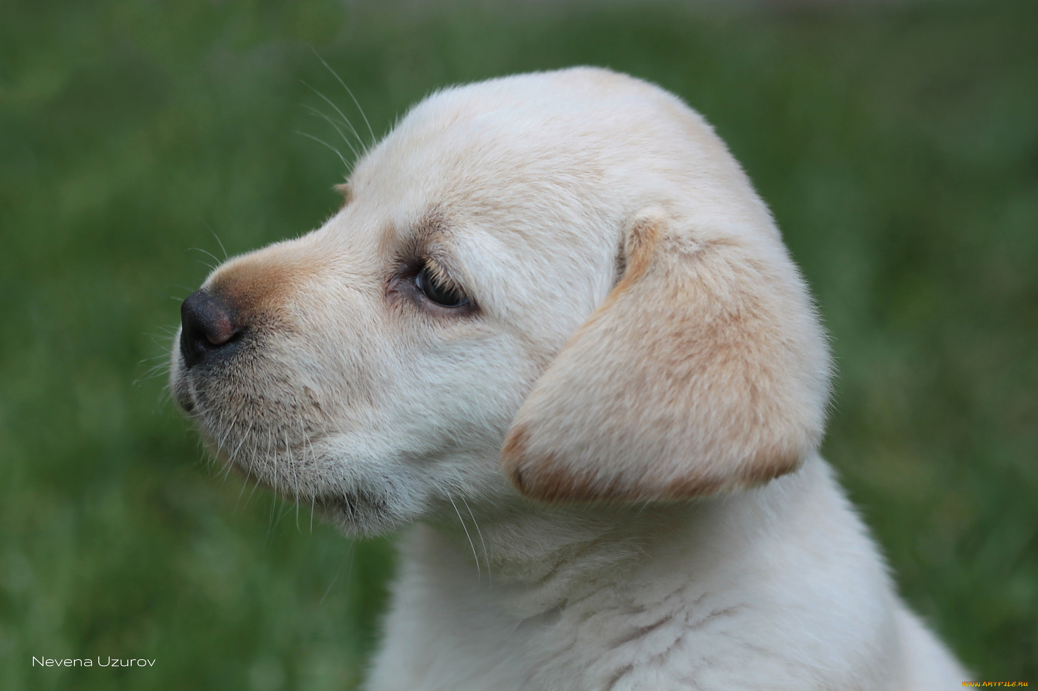 животные, собаки, щенок