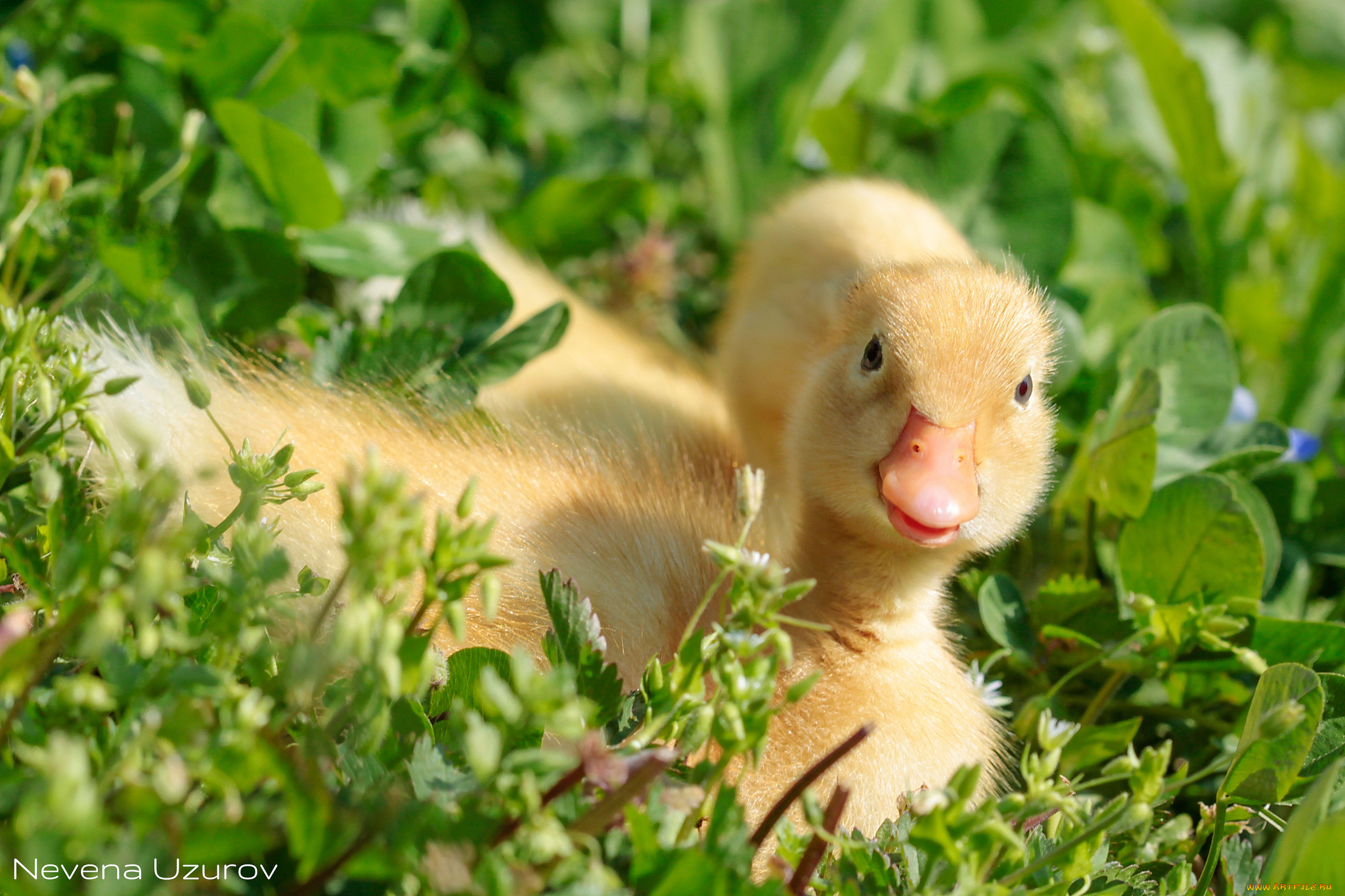 животные, утки, утята