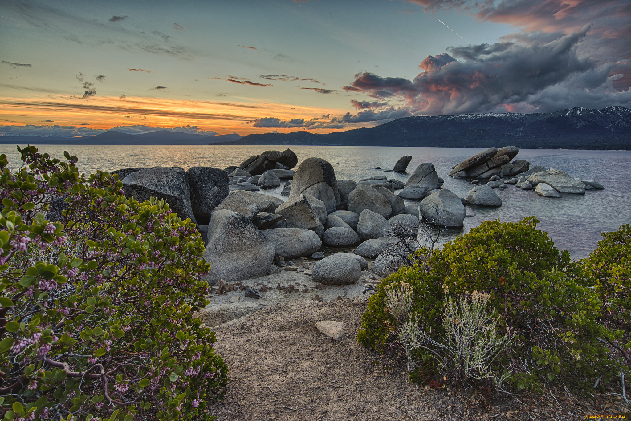 природа, побережье, цветы, камни, берег, океан