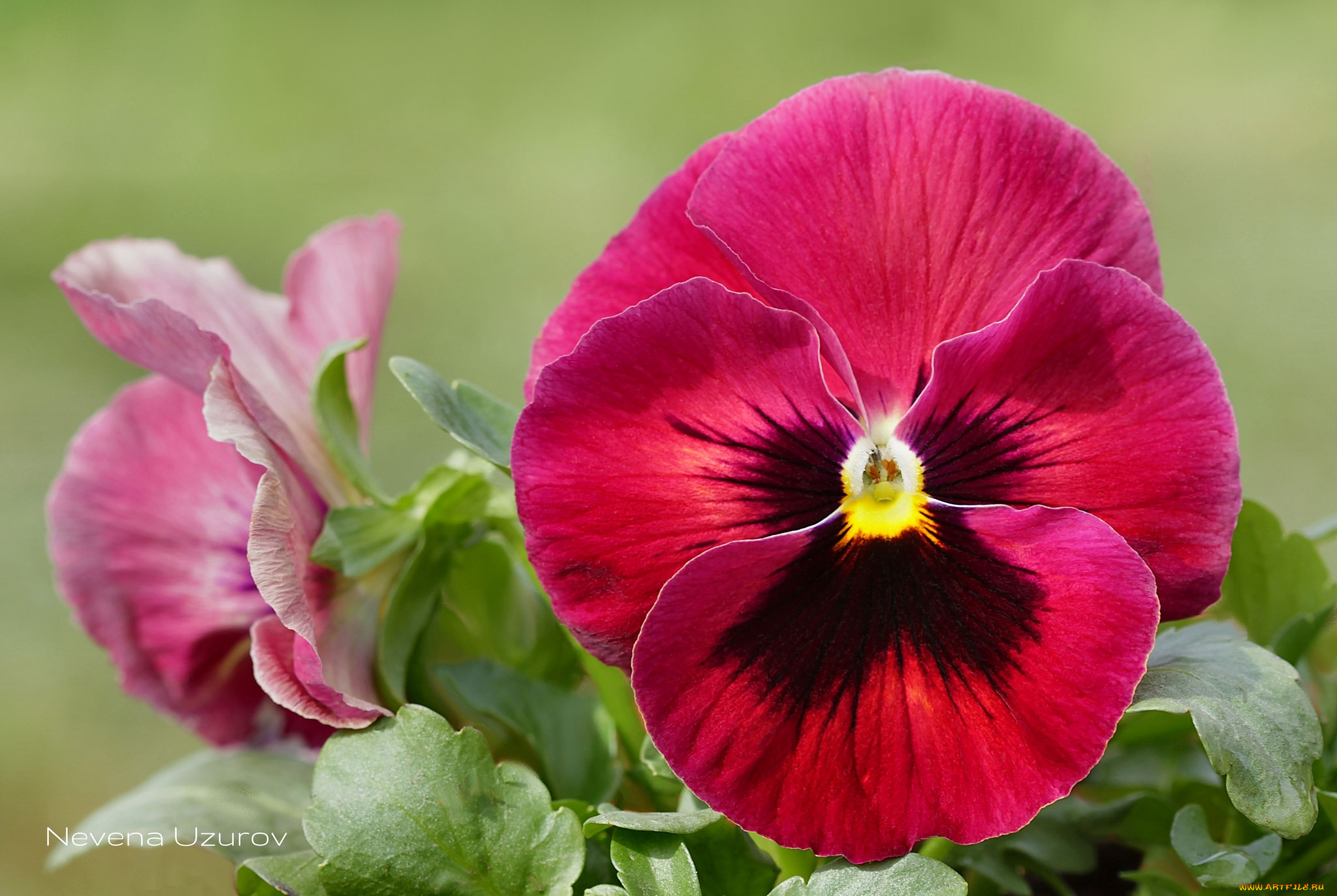 цветы, анютины, глазки, , садовые, фиалки, макро