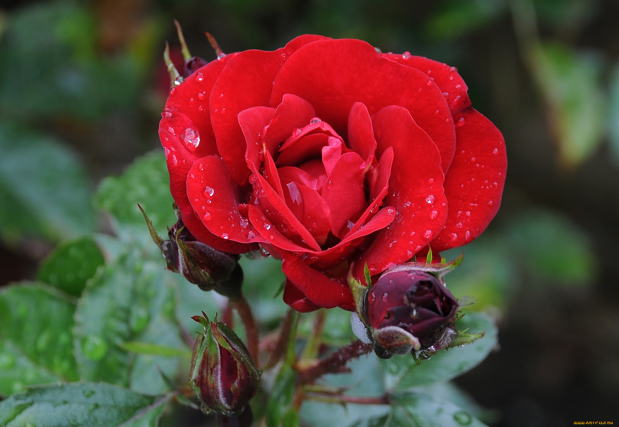 цветы, розы, красный