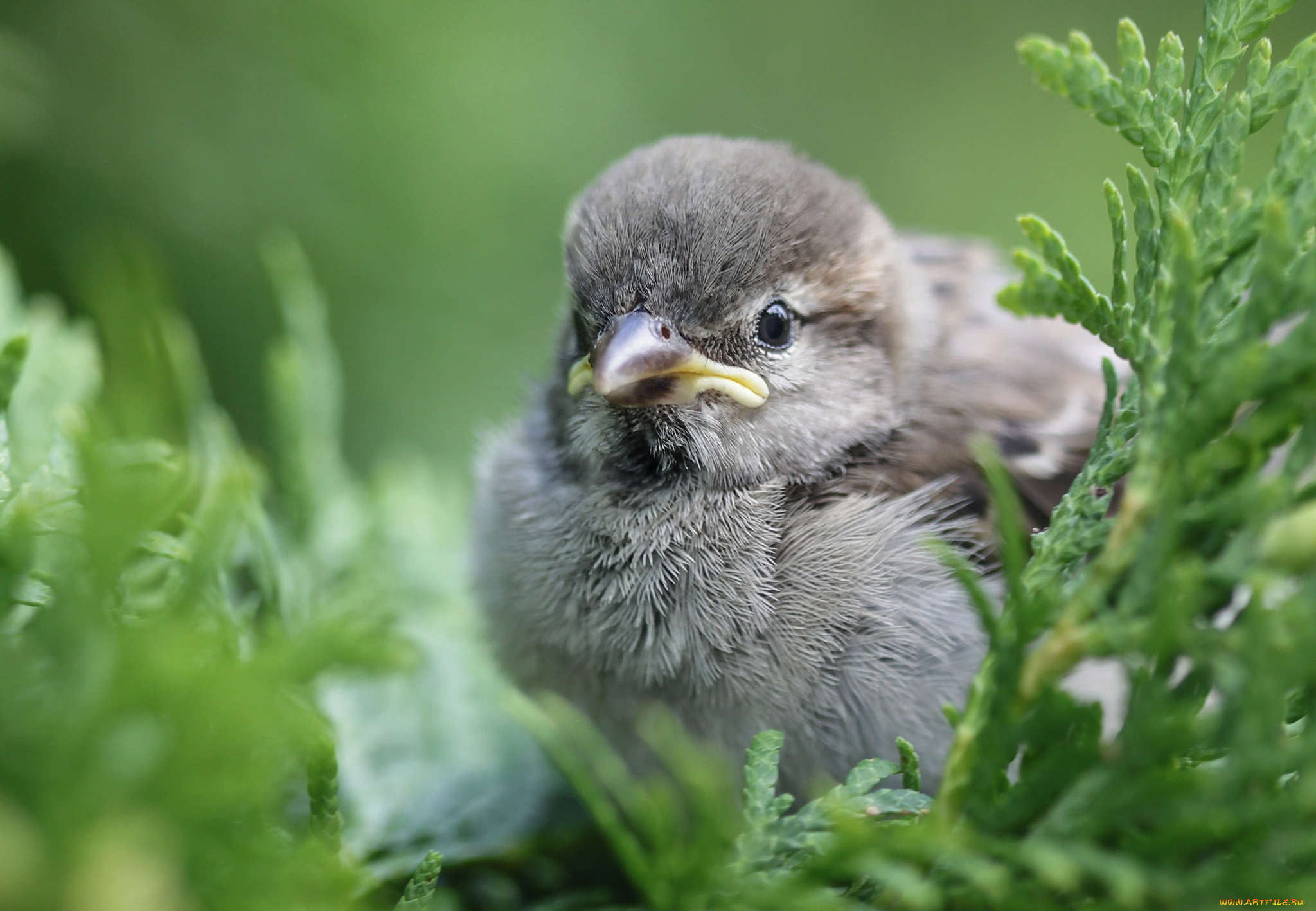 животные, воробьи, птенчик