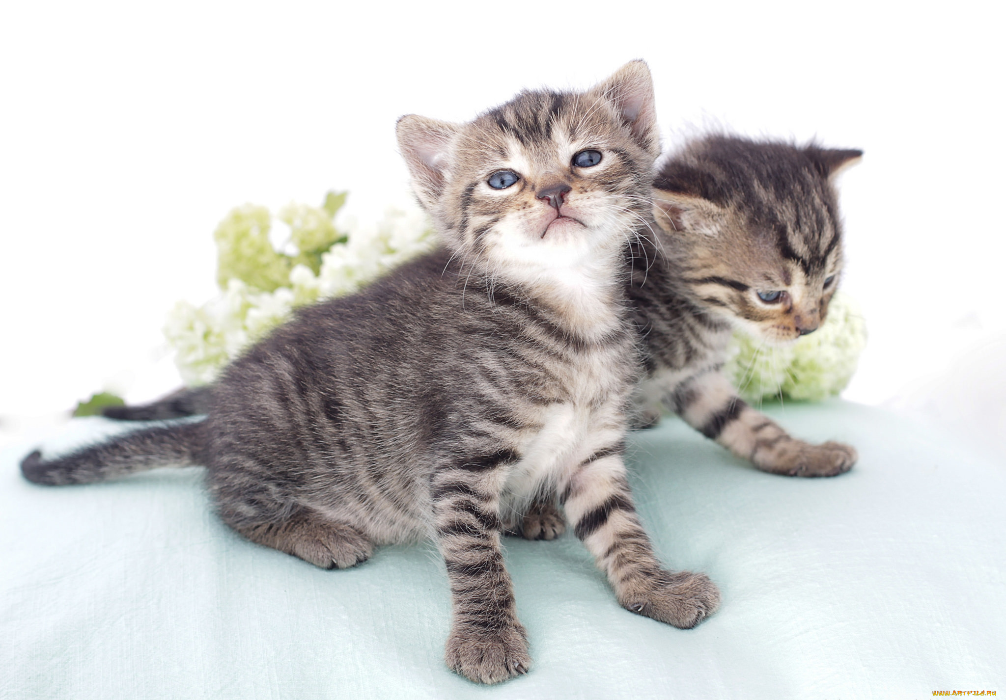 животные, коты, малыши