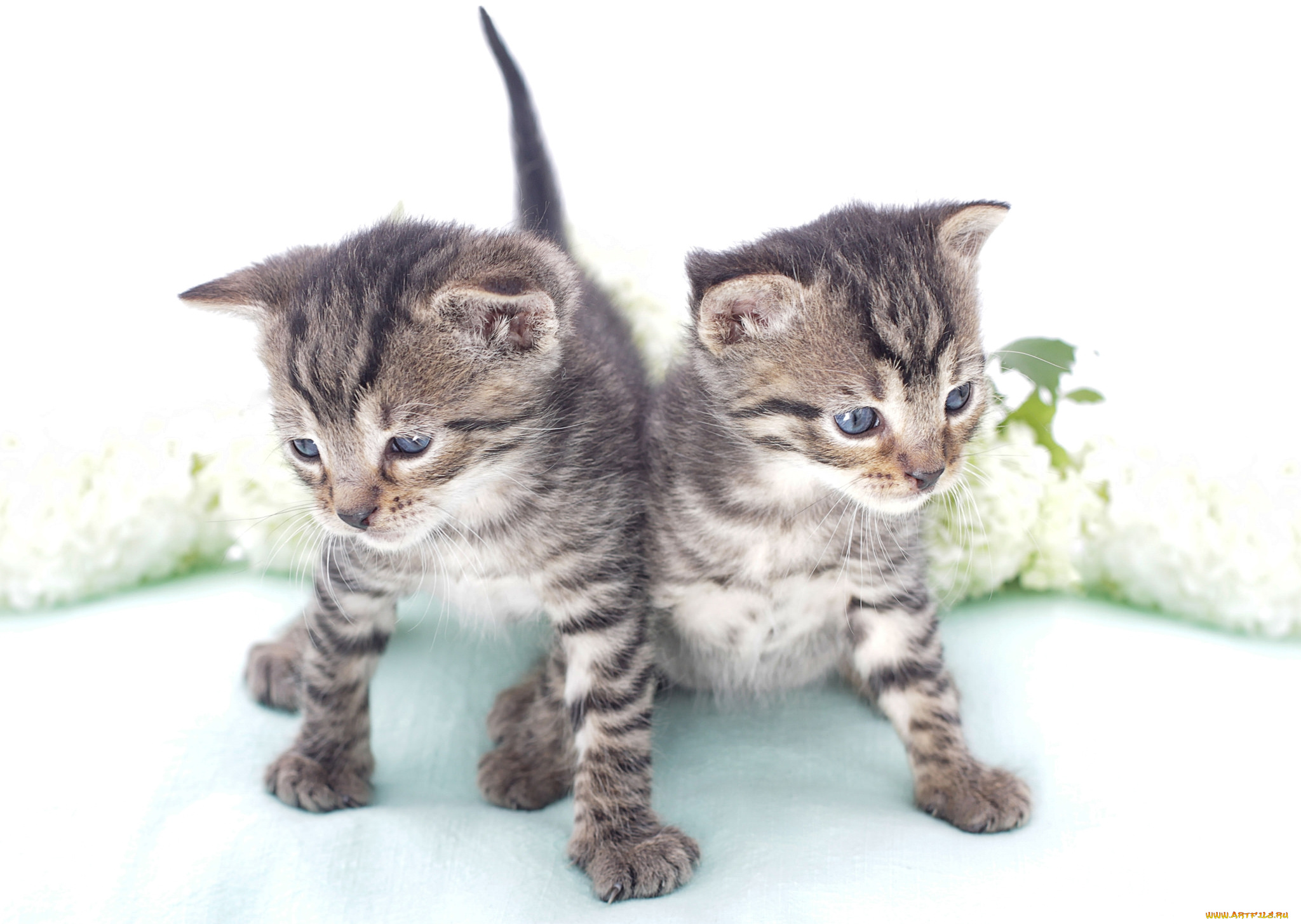 животные, коты, малыши