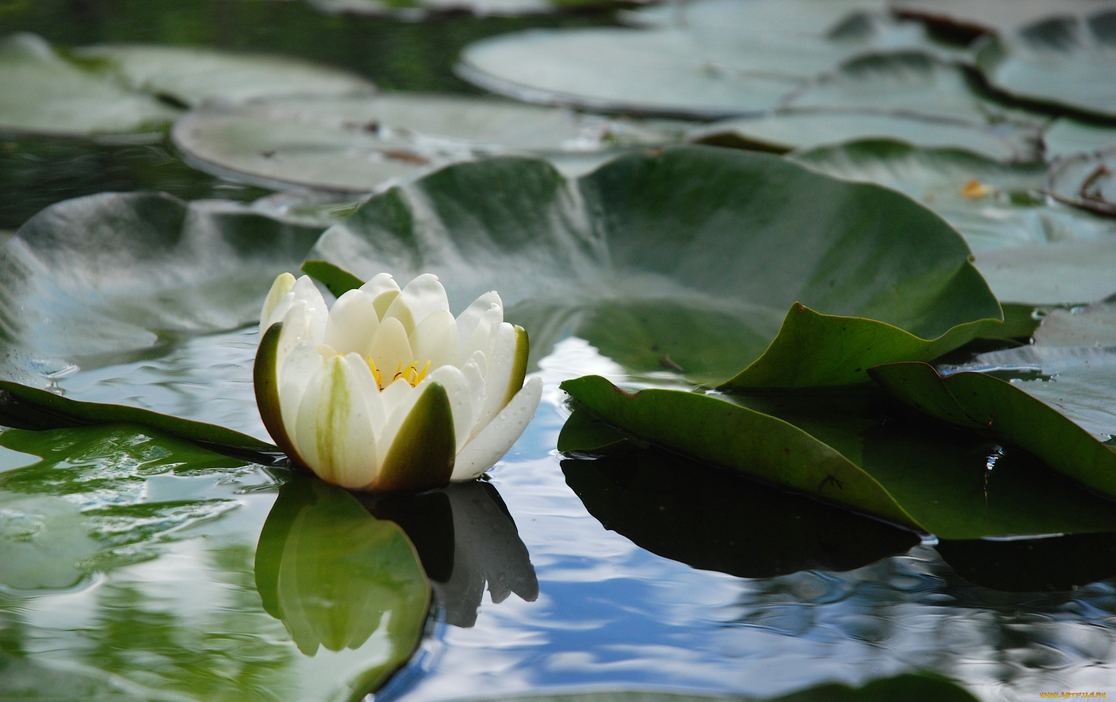 цветы, лилии, водяные, , нимфеи, , кувшинки, бутон