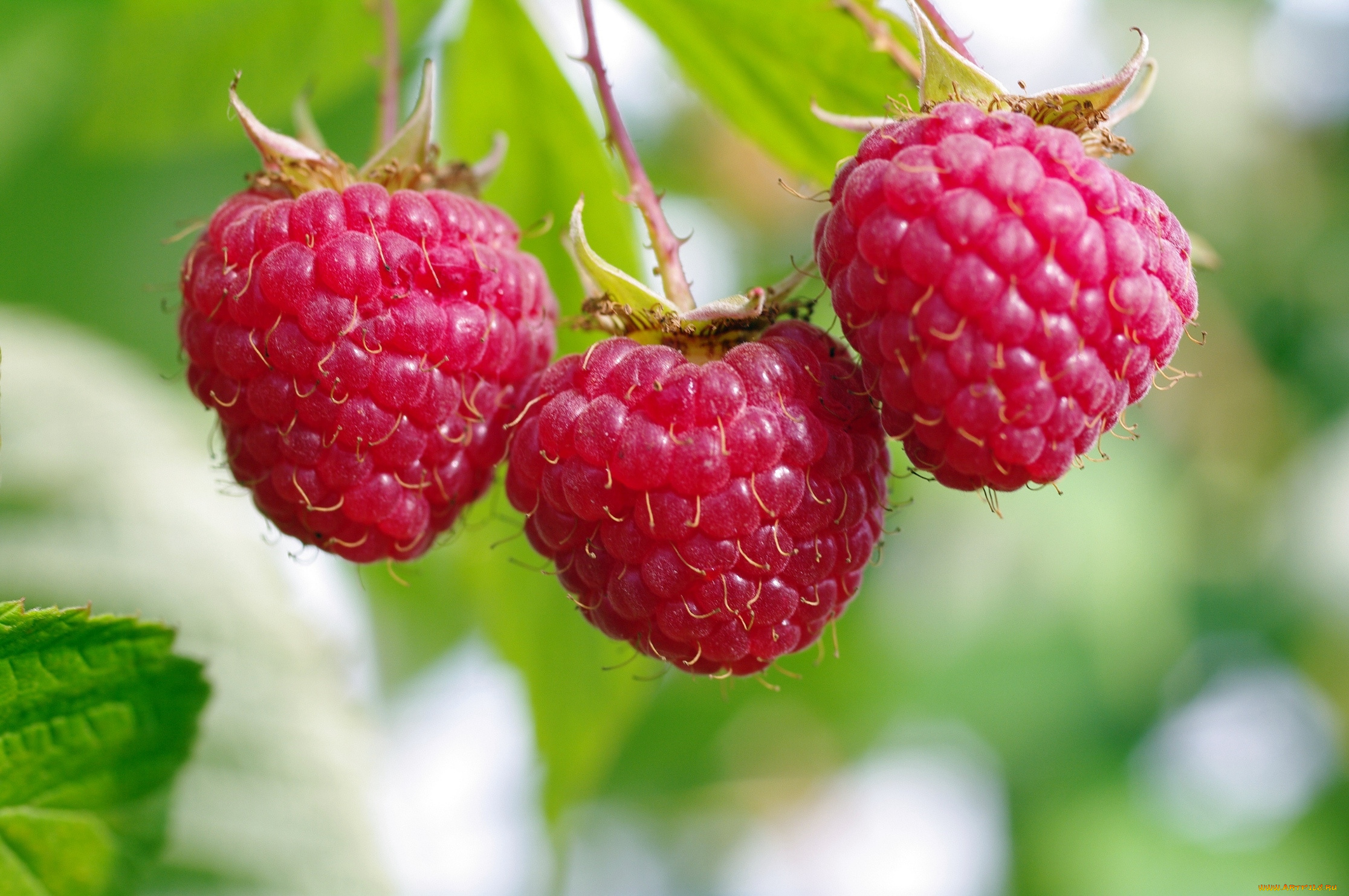 природа, Ягоды, малина