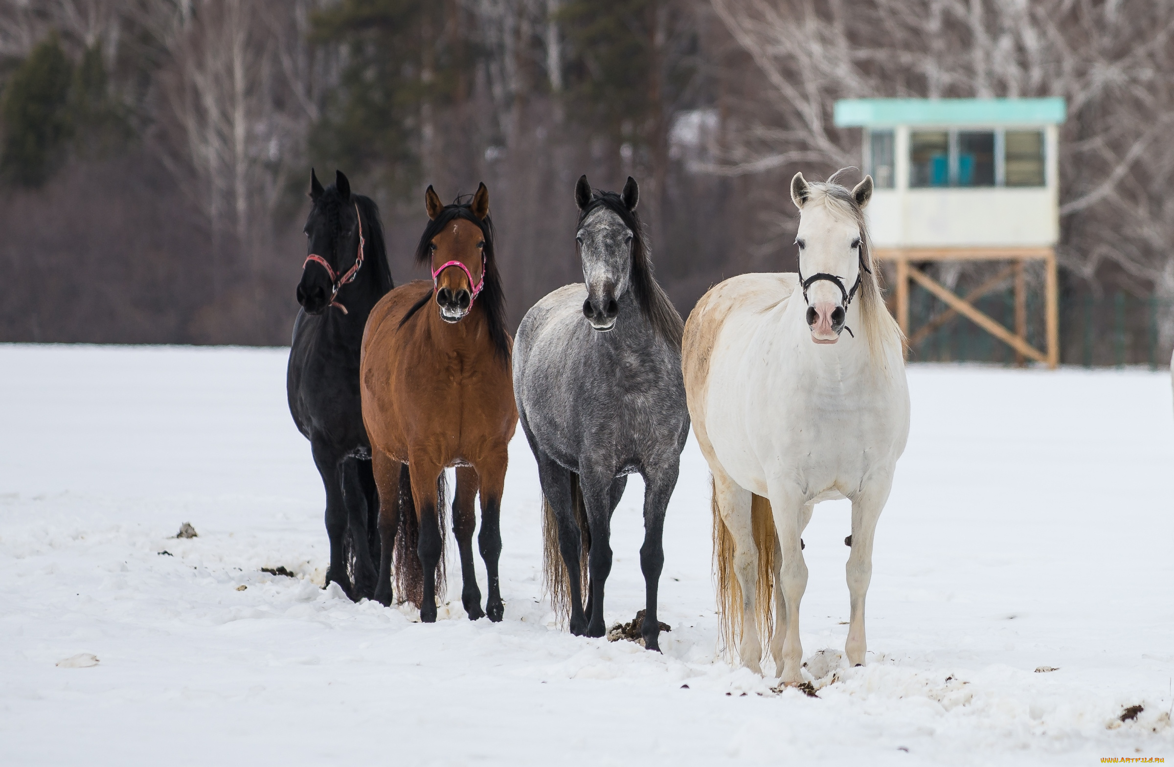 животные, лошади, квартет