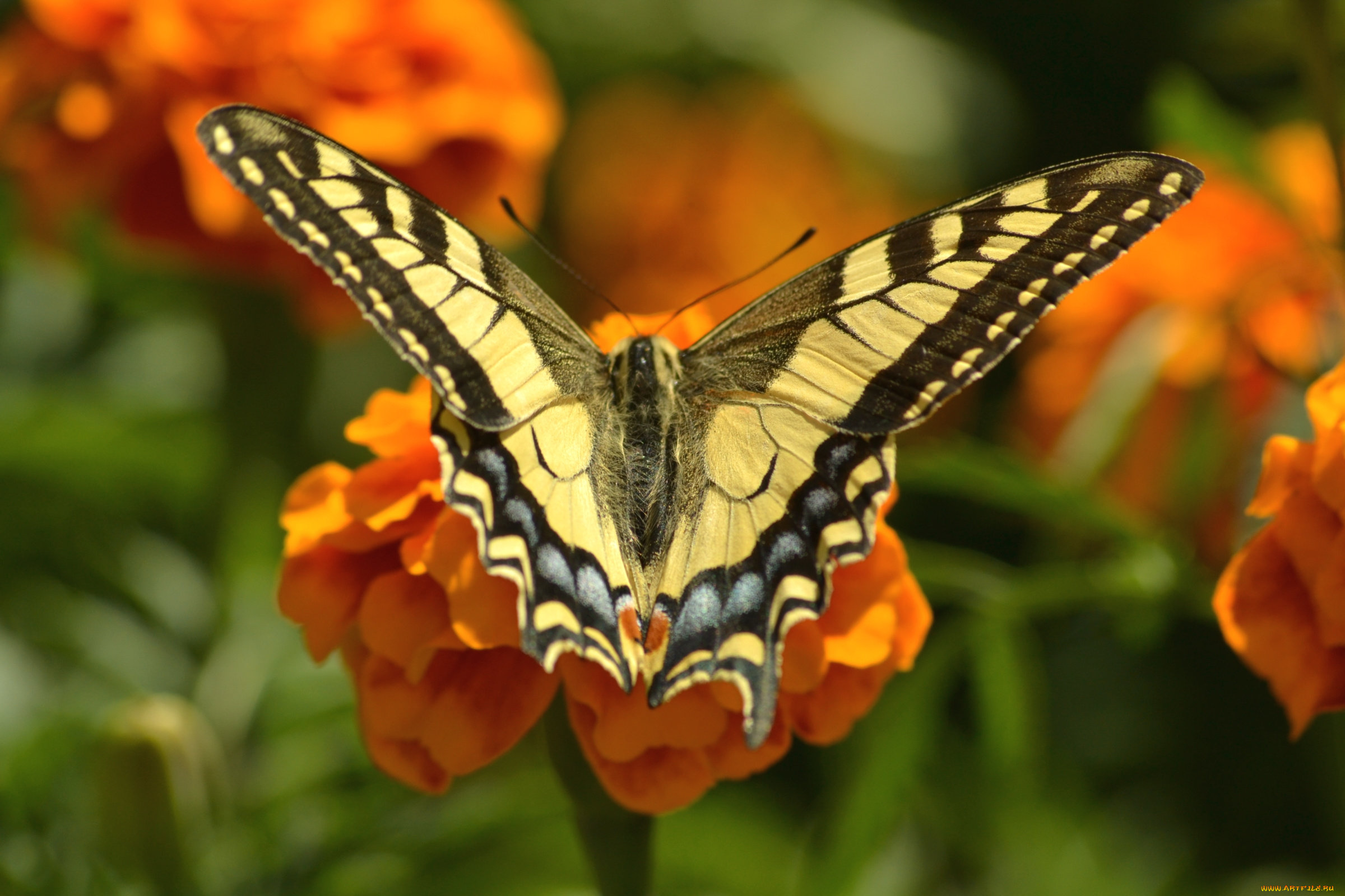 животные, бабочки, крылья