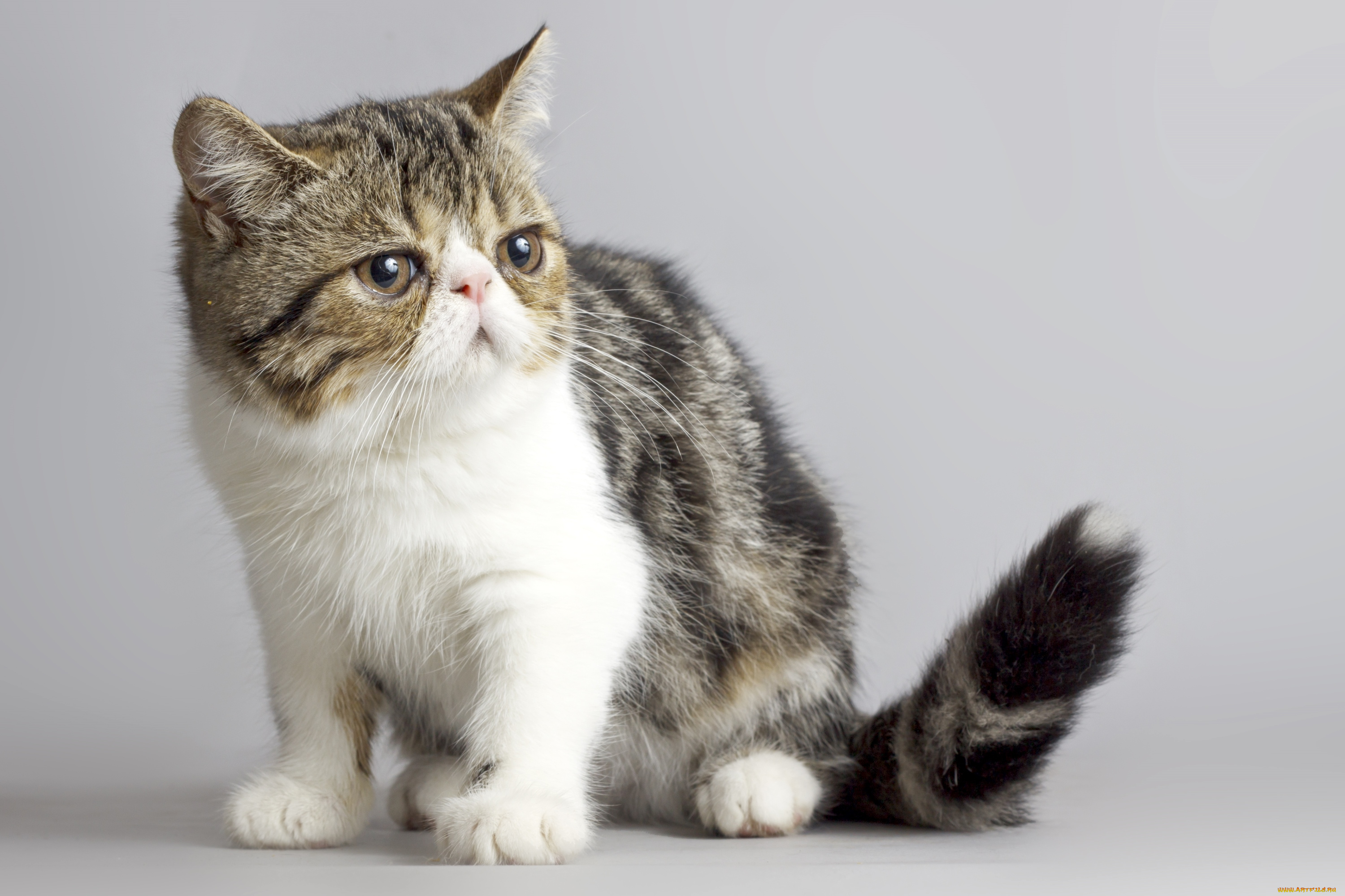 животные, коты, котейка